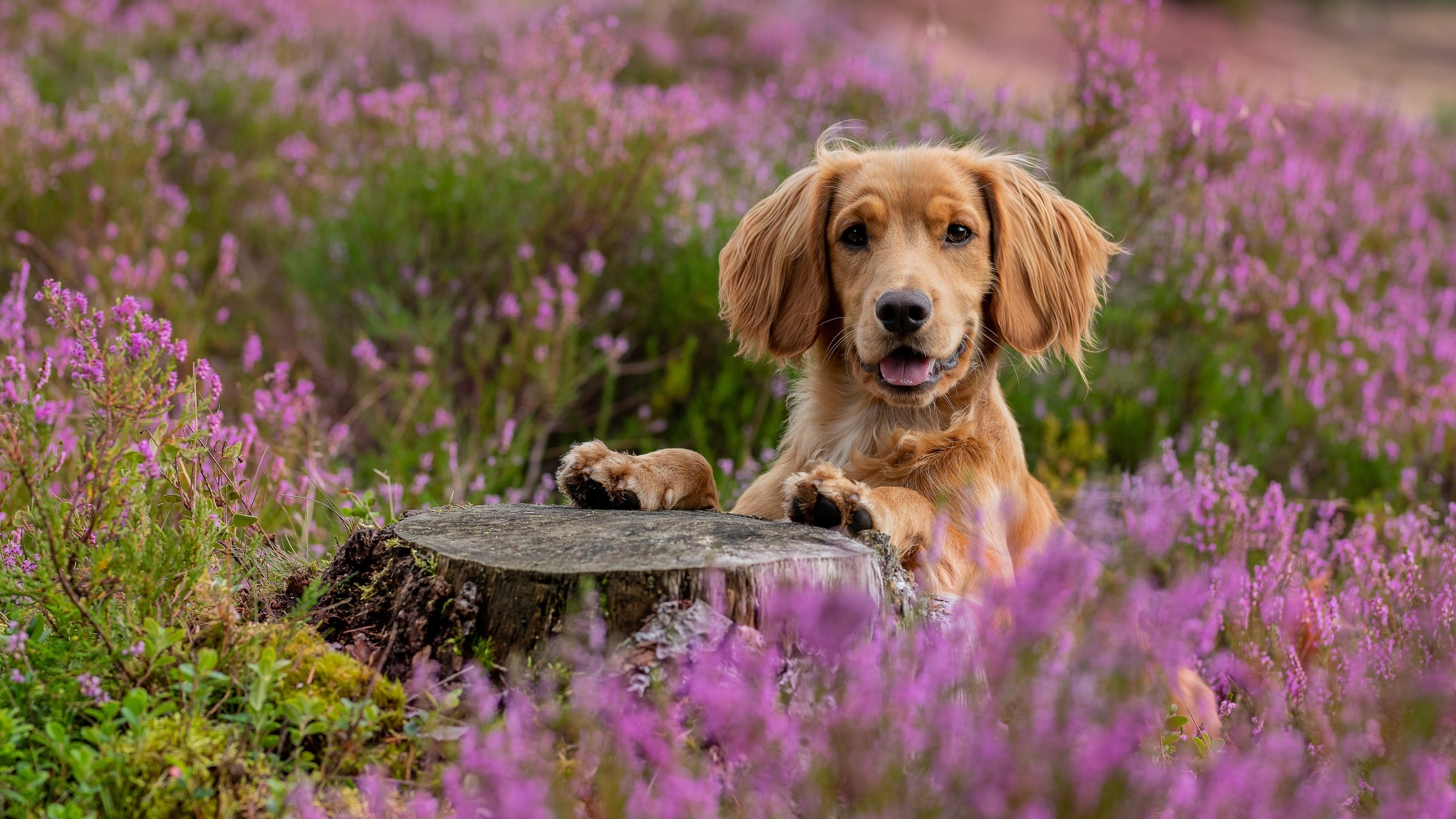 Обои морда, взгляд, собака, пень, спаниель, вереск, face, look, dog, stump, spaniel, heather разрешение 5848x3899 Загрузить