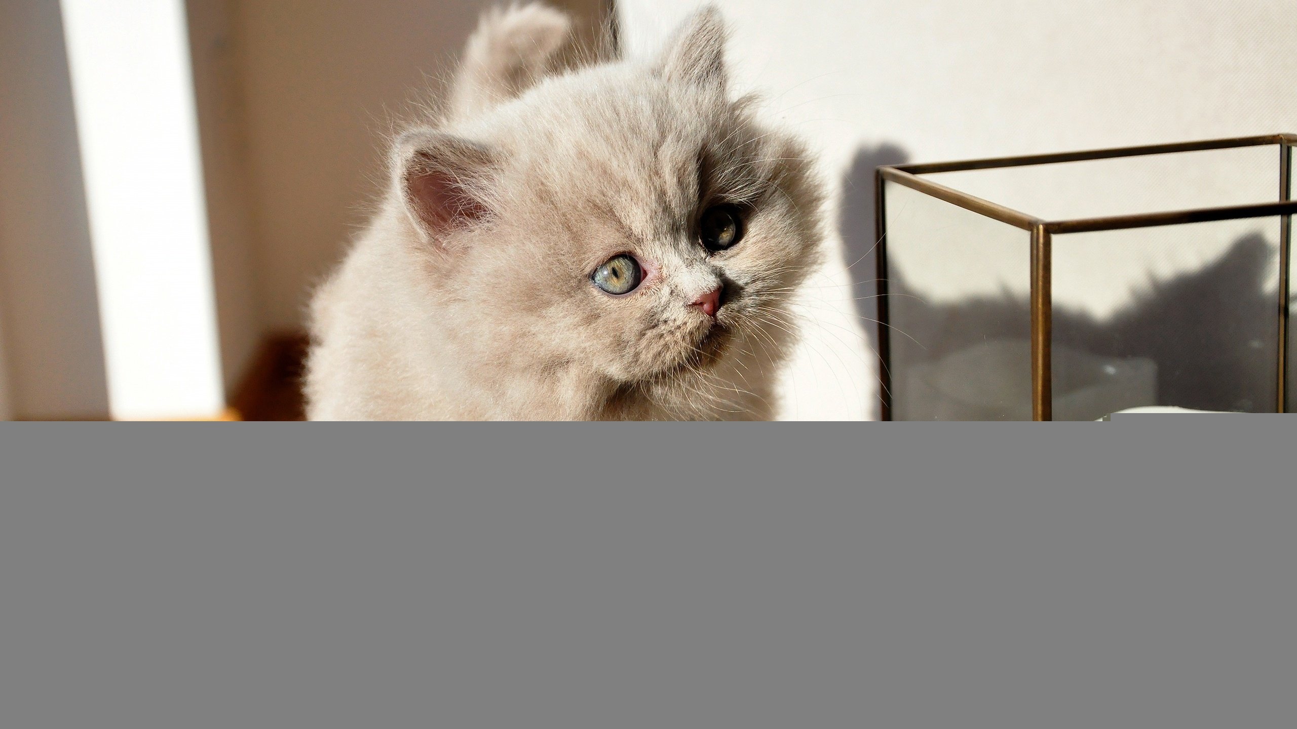 Обои мордочка, светильник, кошка, ящик, взгляд, стена, котенок, серый, стекло, малыш, muzzle, lamp, cat, box, look, wall, kitty, grey, glass, baby разрешение 2560x1700 Загрузить