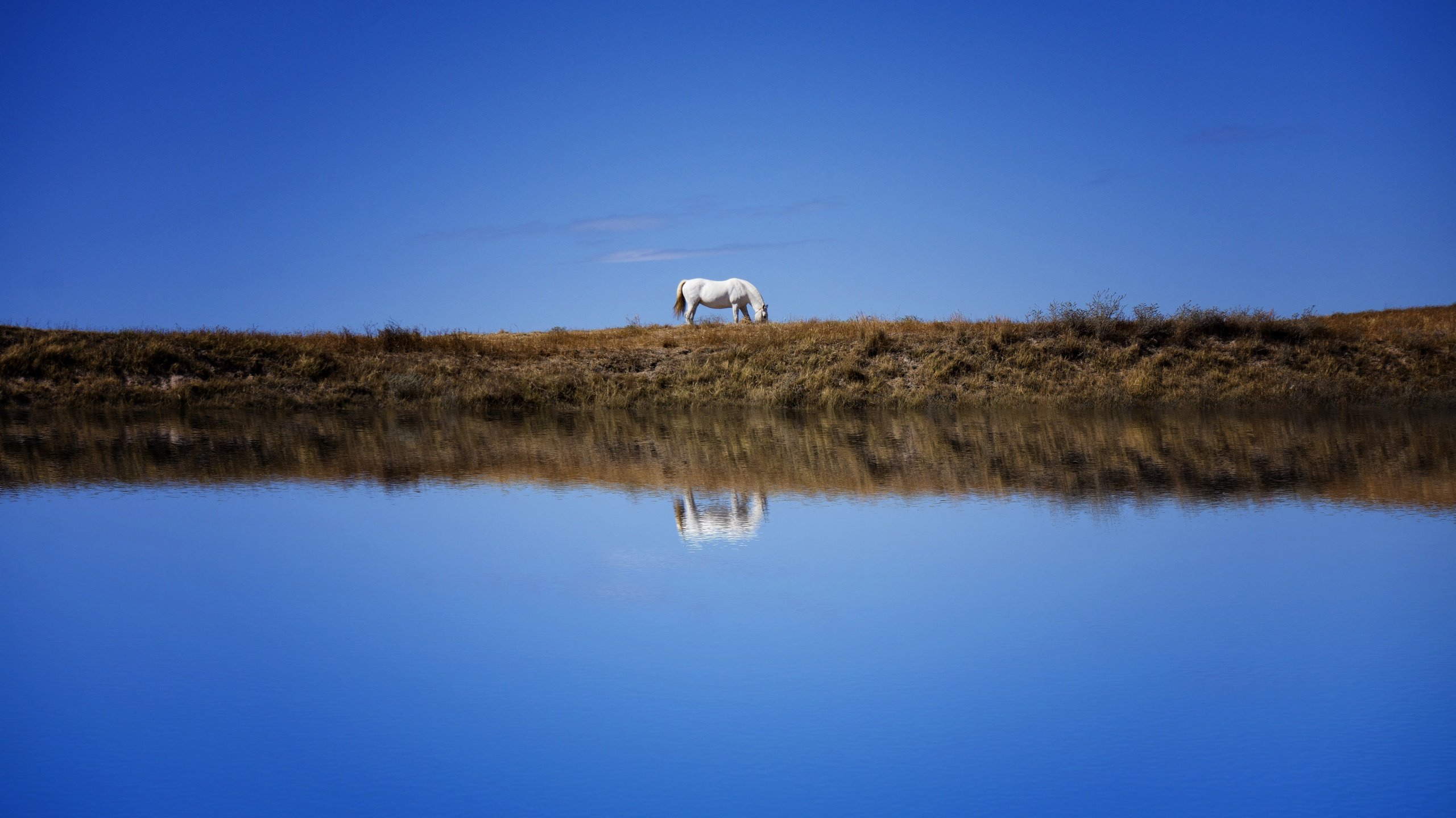 Обои небо, лошадь, берег, отражение, водоем, конь, синева, the sky, horse, shore, reflection, pond, blue разрешение 6000x3766 Загрузить