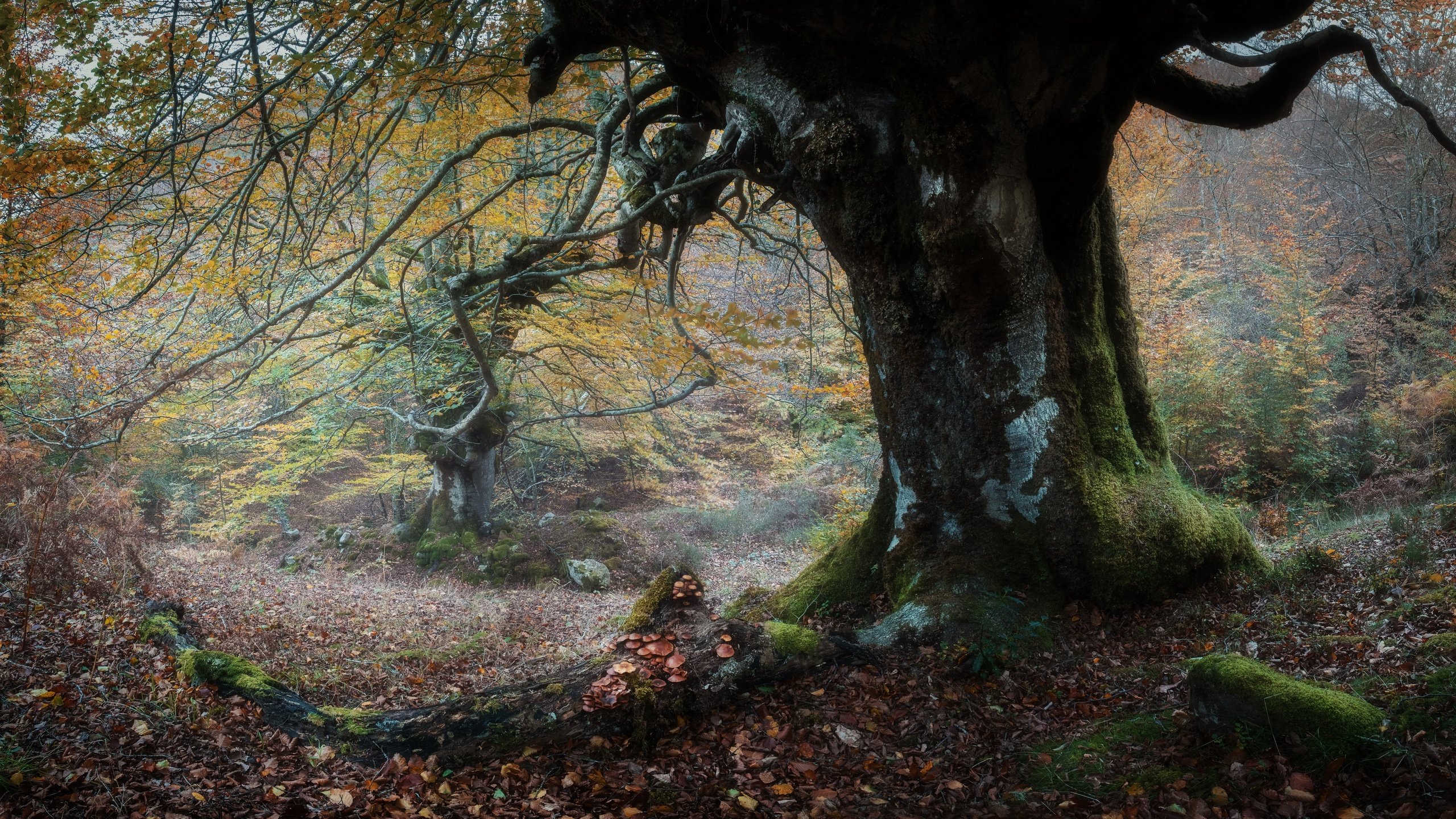 Обои природа, дерево, осень, nature, tree, autumn разрешение 3840x2160 Загрузить