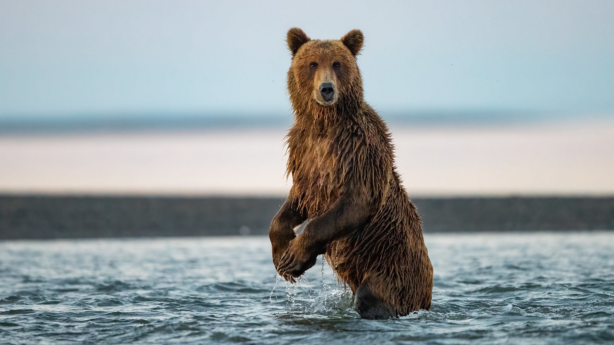 Обои природа, медведь, зверь, бурый медведь, в воде, nature, bear, beast, brown bear, in the water разрешение 3840x2160 Загрузить