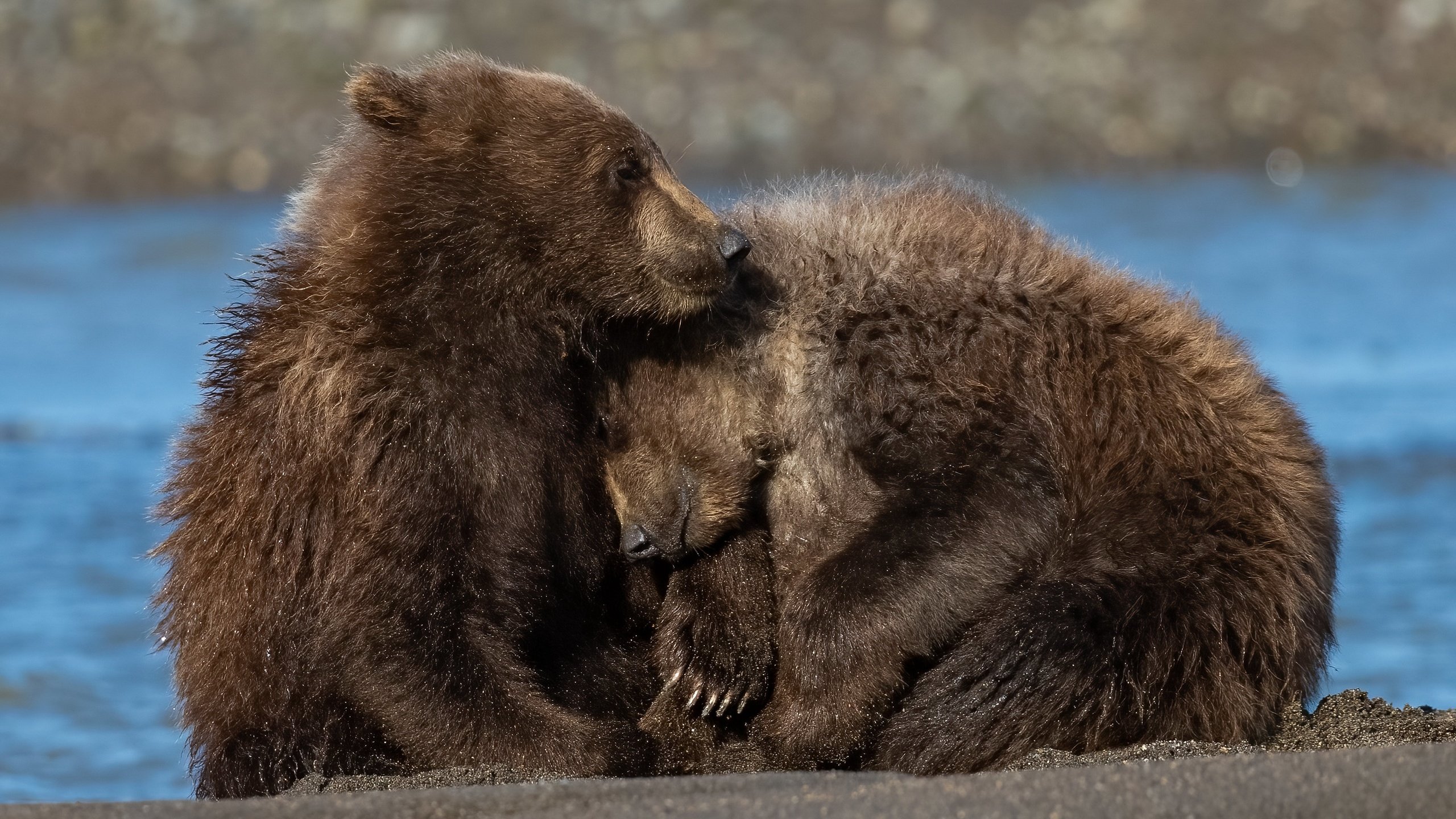 Обои река, природа, медведи, river, nature, bears разрешение 3840x2160 Загрузить