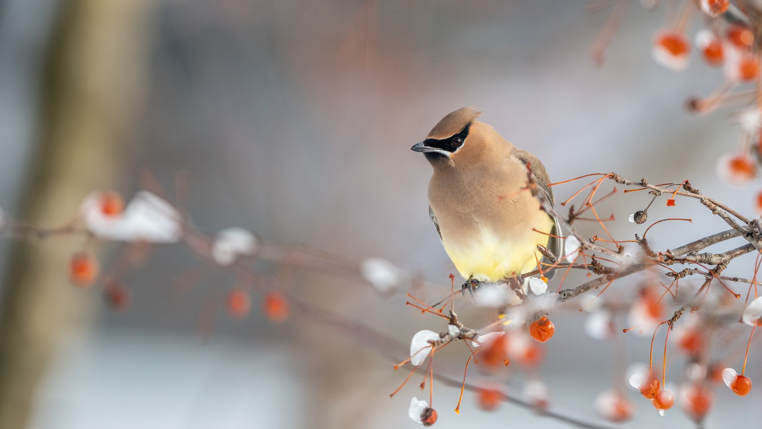 Обои снег, зима, ветки, птица, ягоды, свиристель, snow, winter, branches, bird, berries, the waxwing разрешение 3840x2160 Загрузить