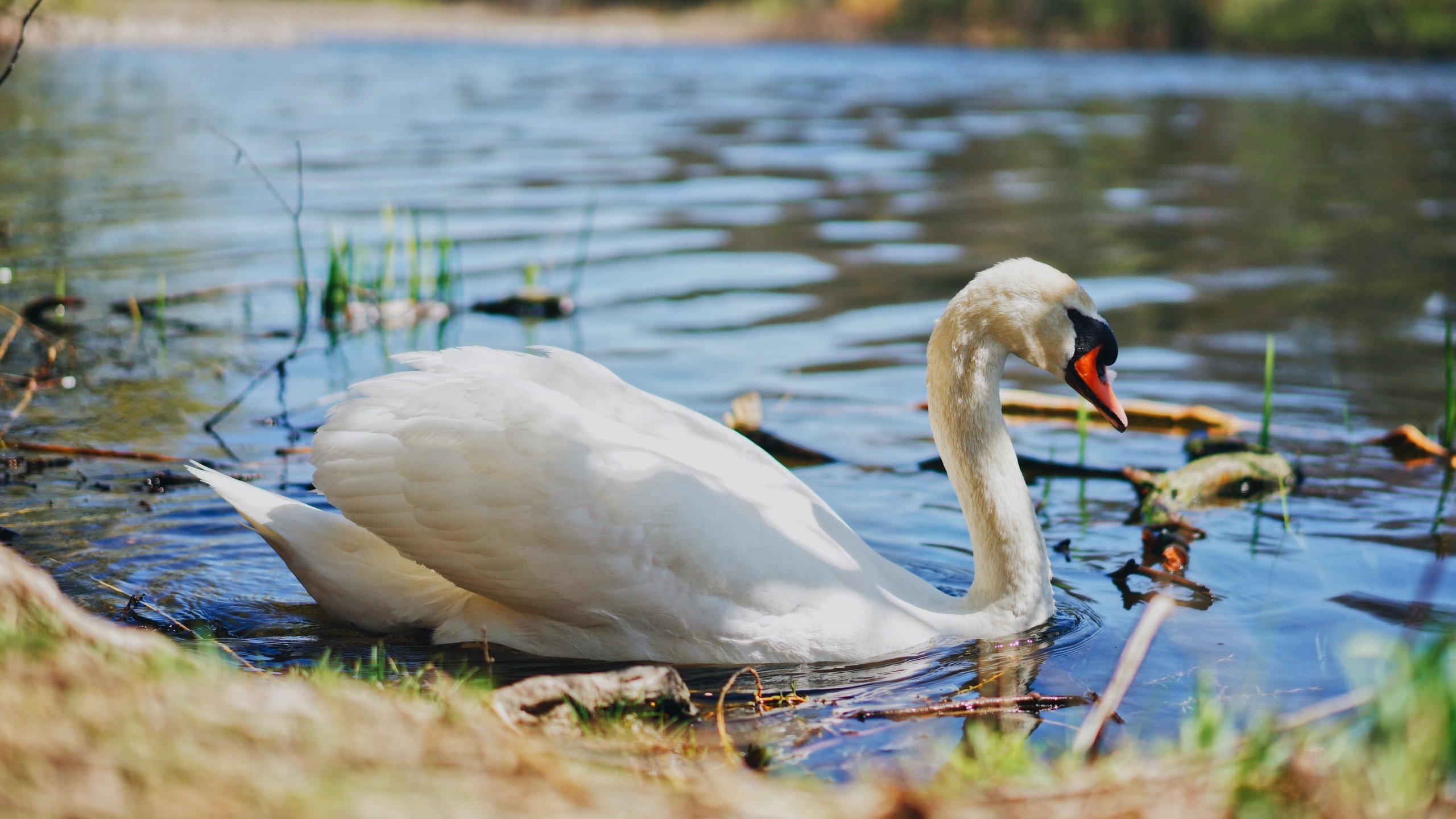 Обои свет, вода, берег, белый, водоем, птица, пруд, лебедь, light, water, shore, white, pond, bird, swan разрешение 5056x3366 Загрузить