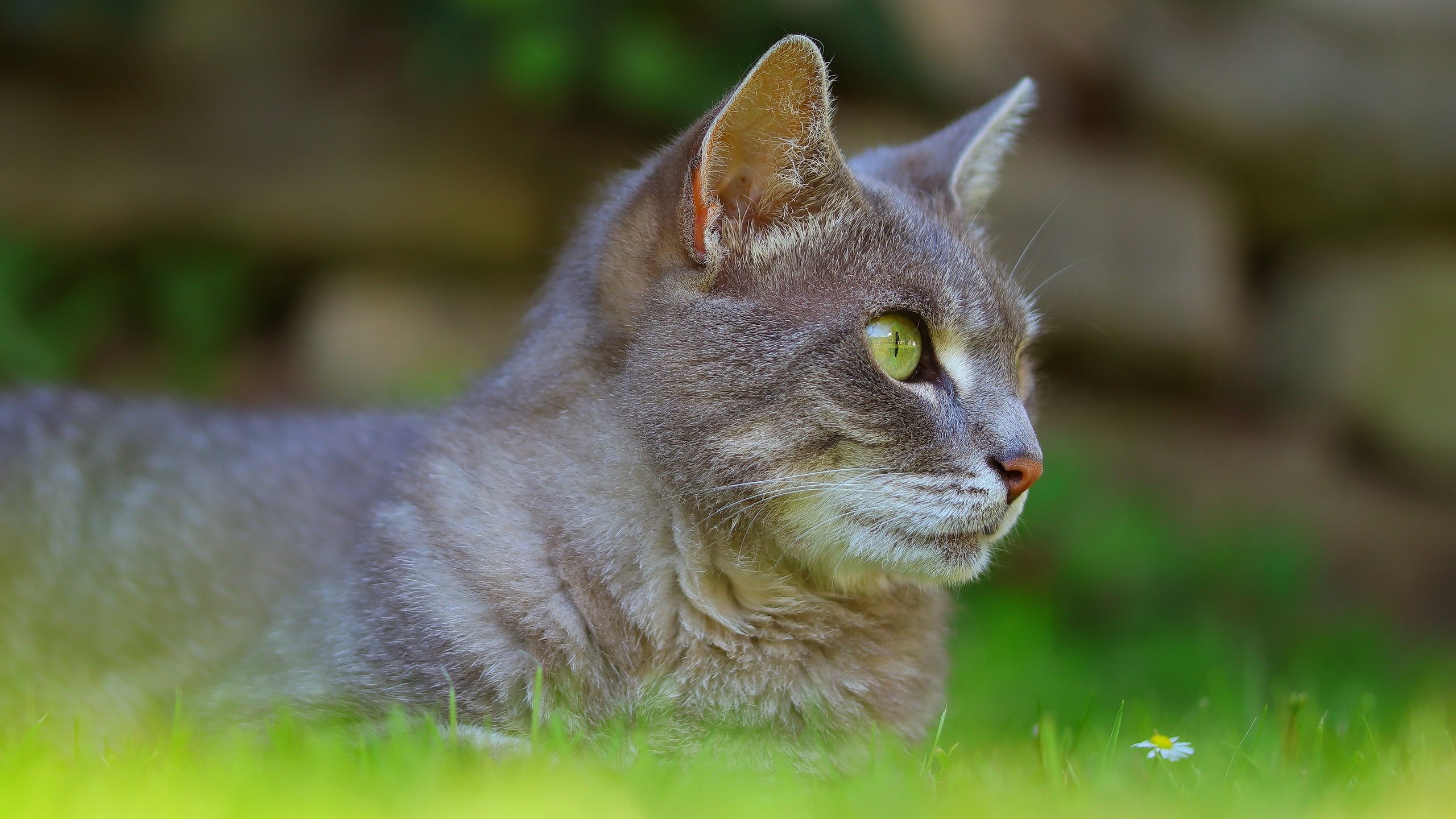 Обои трава, кот, кошка, лежит, серый, профиль, grass, cat, lies, grey, profile разрешение 3840x2160 Загрузить