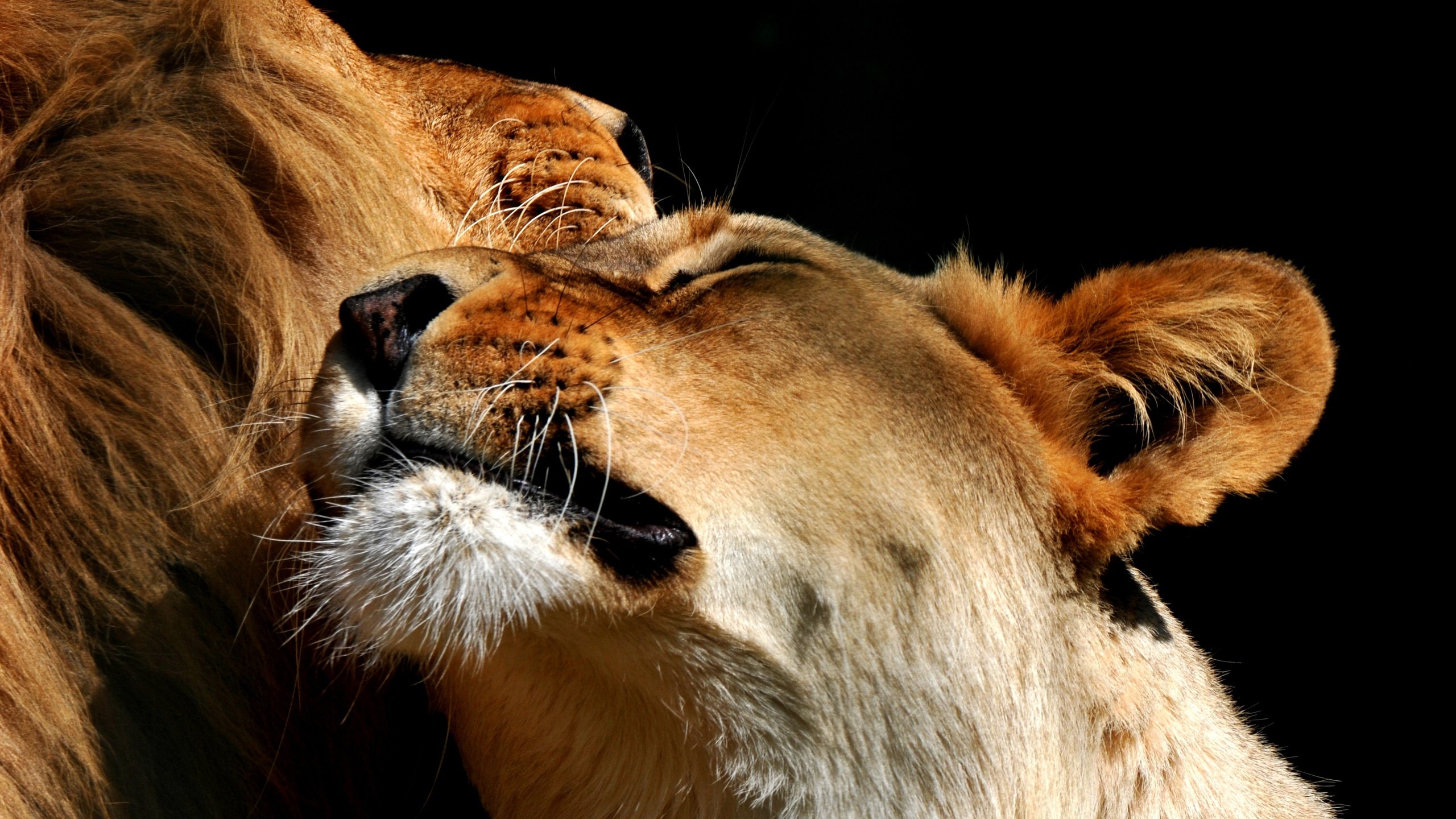 Обои черный фон, пара, львы, лев, львица, black background, pair, lions, leo, lioness разрешение 3659x2304 Загрузить