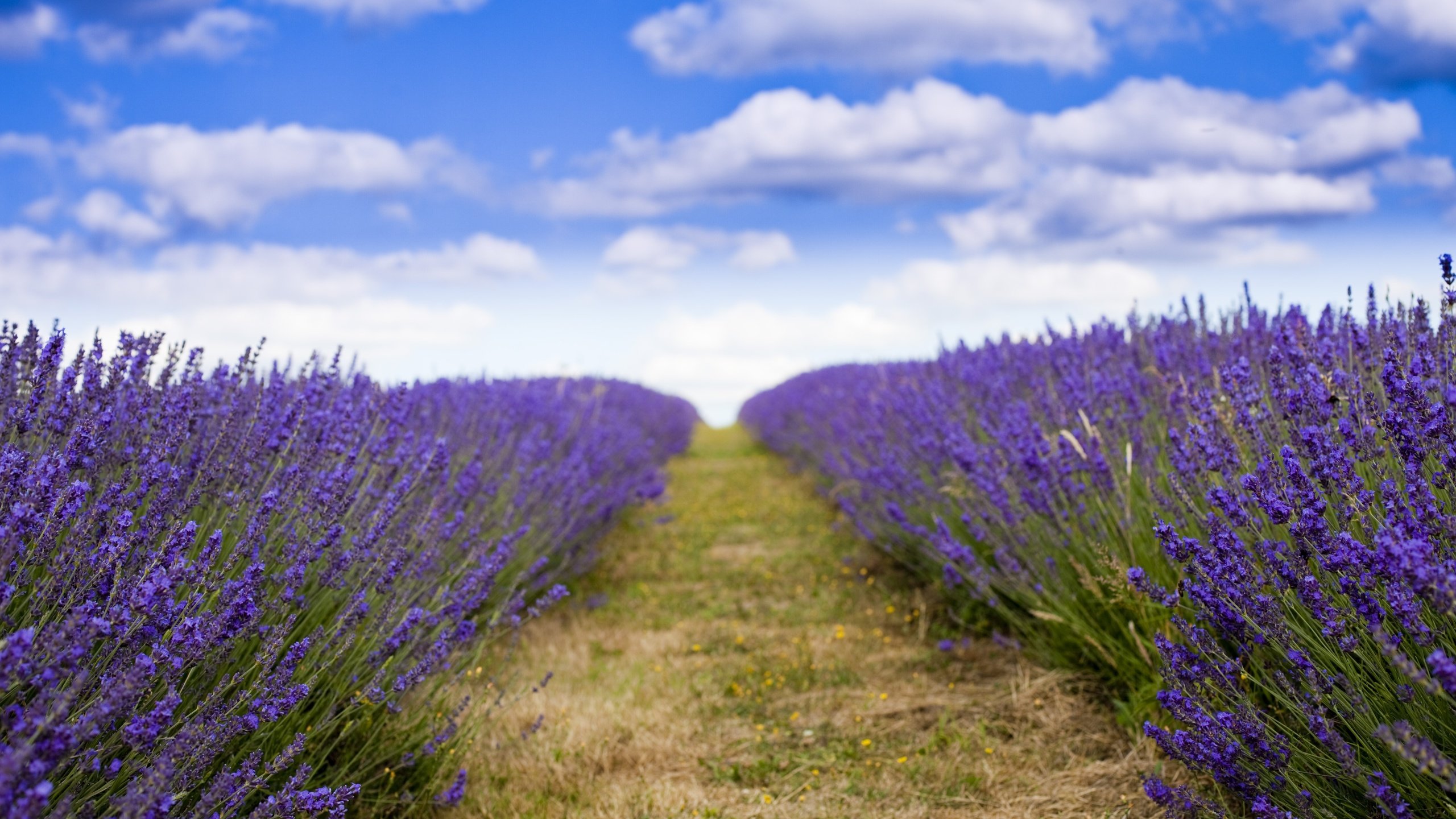 Обои лаванда, lavender разрешение 5616x3744 Загрузить