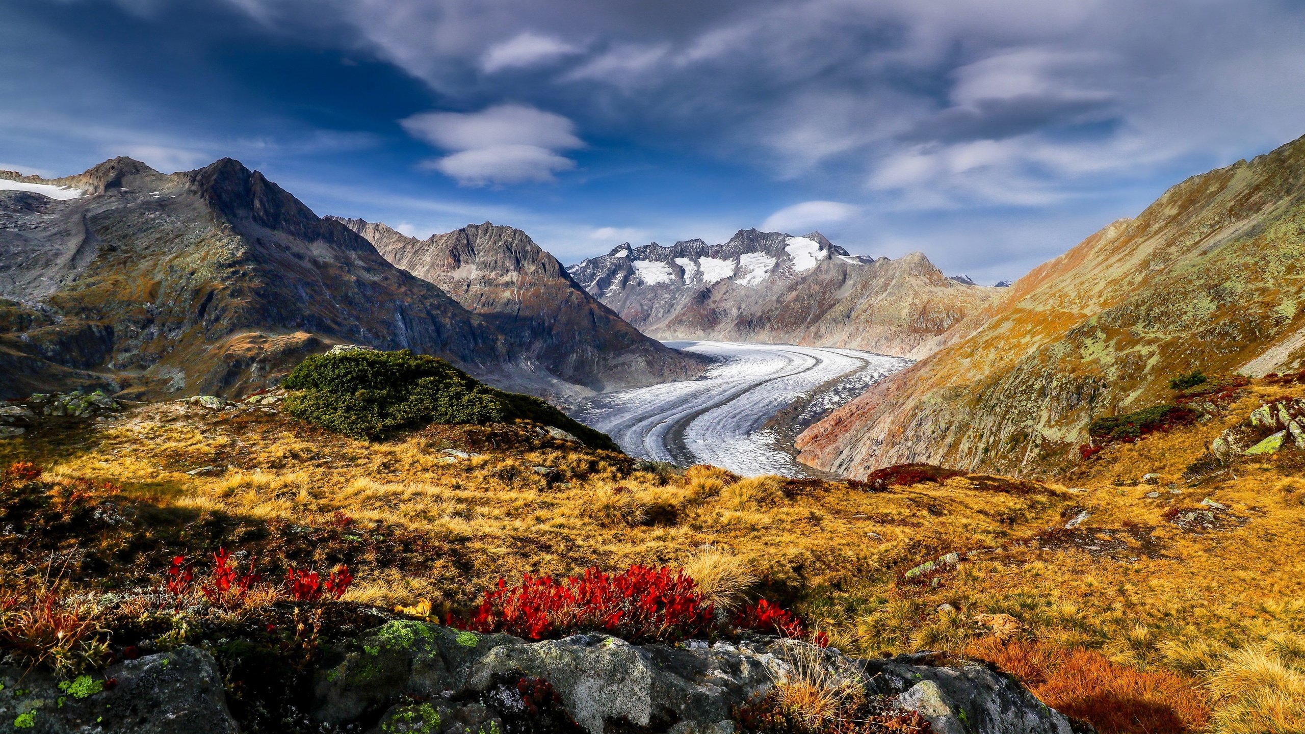 Обои цветы, горы, швейцария, альпы, ледник, алечский ледник, aletsch glacier, flowers, mountains, switzerland, alps, glacier разрешение 3872x2581 Загрузить