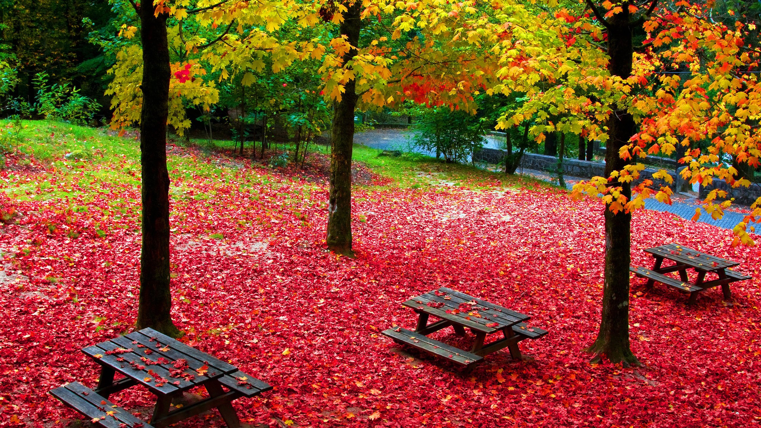 Обои деревья, парк, листва, осень, стол для пикника, trees, park, foliage, autumn разрешение 3840x2160 Загрузить