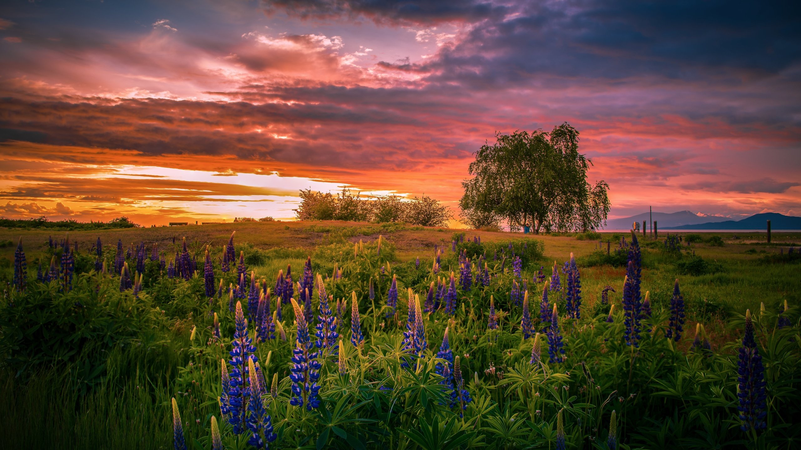 Обои цветы, закат, лето, люпины, flowers, sunset, summer, lupins разрешение 6143x3912 Загрузить