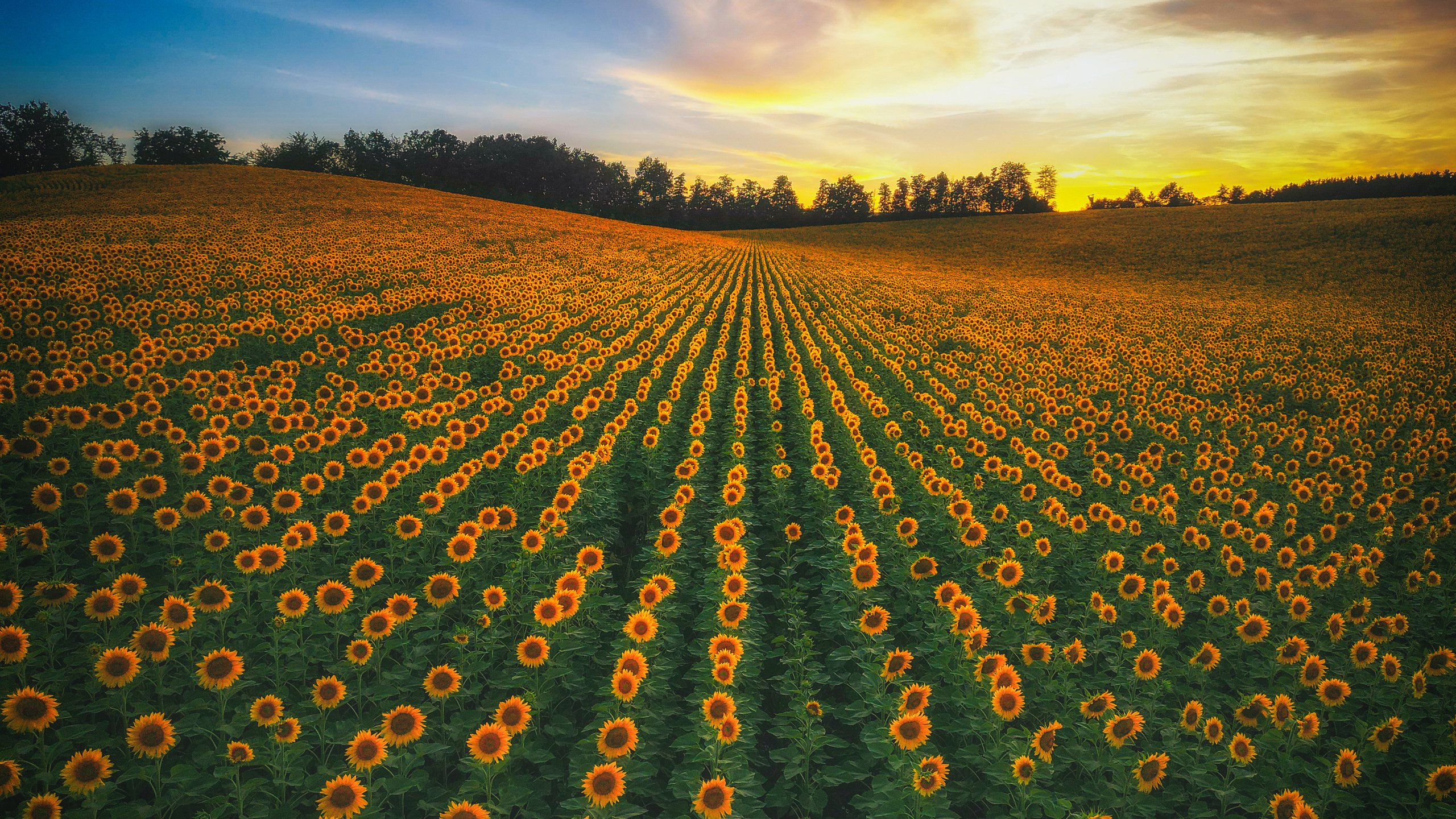 Обои небо, цветы, природа, закат, пейзаж, поле, подсолнухи, the sky, flowers, nature, sunset, landscape, field, sunflowers разрешение 4032x3024 Загрузить