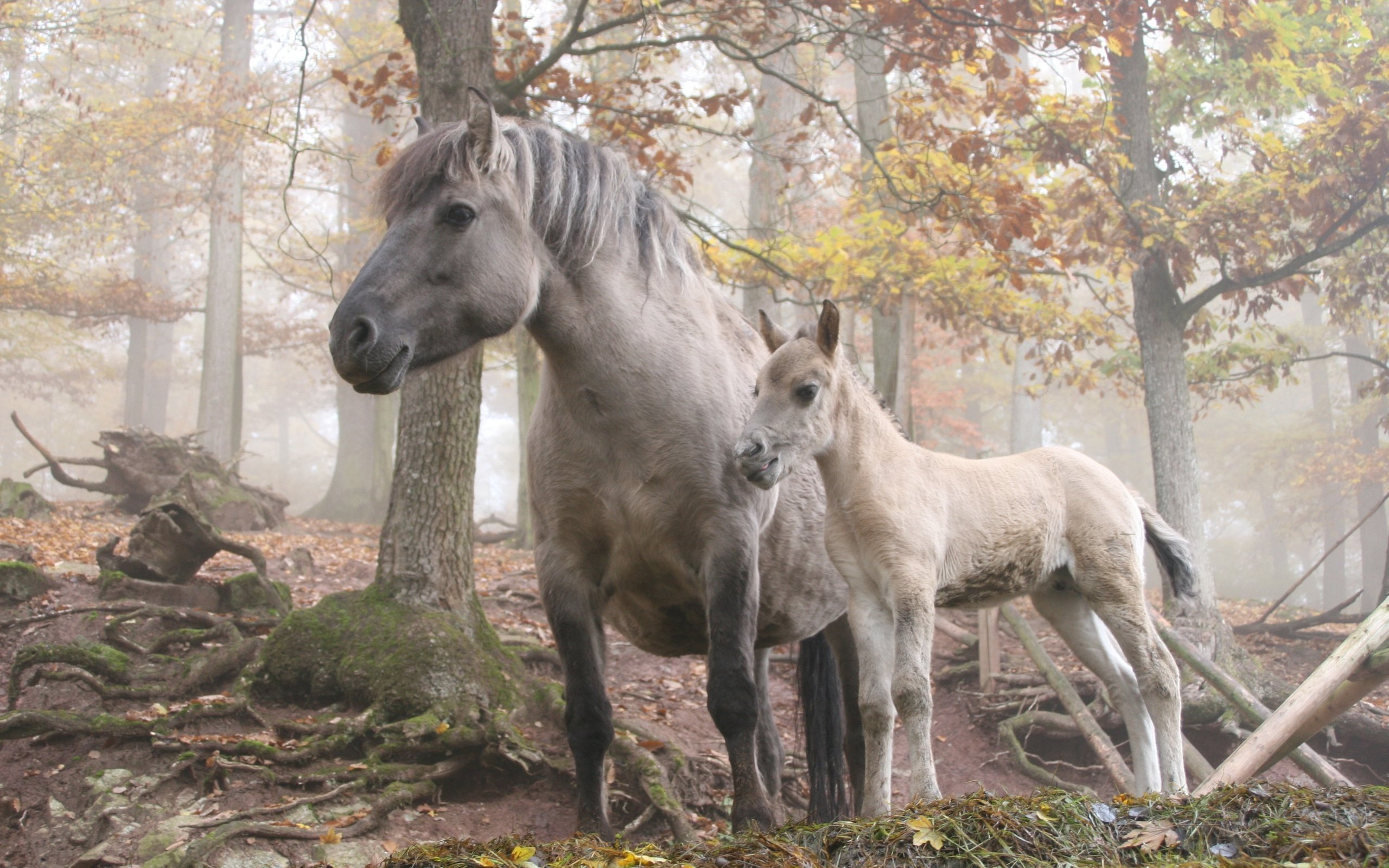 Обои лошадь, деревья, лес, horse, trees, forest разрешение 3504x2336 Загрузить