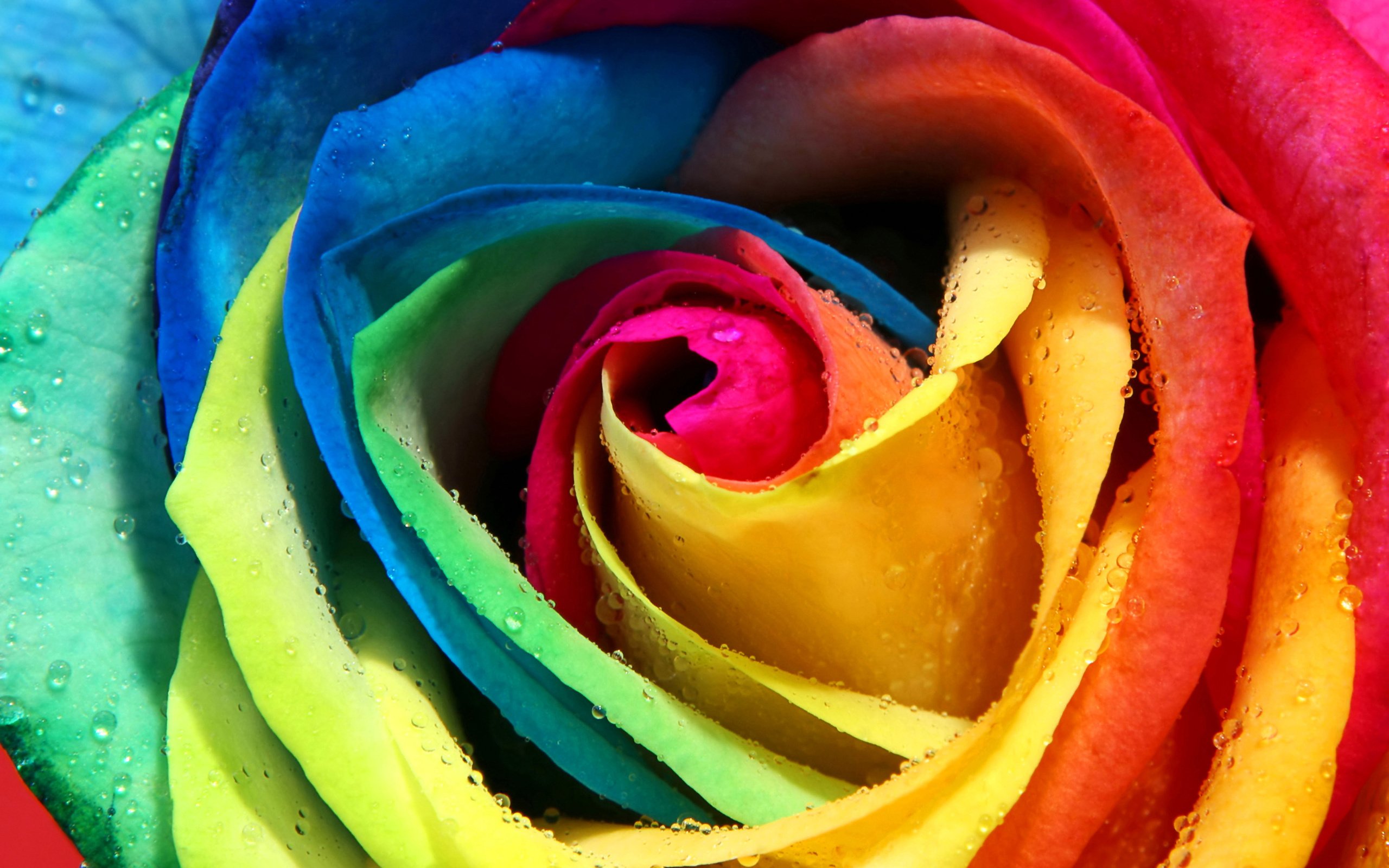 Обои роса, роза, лепестки, разноцветная, радужная, бутон, rosa, rose, petals, colorful, rainbow, bud разрешение 5200x3250 Загрузить