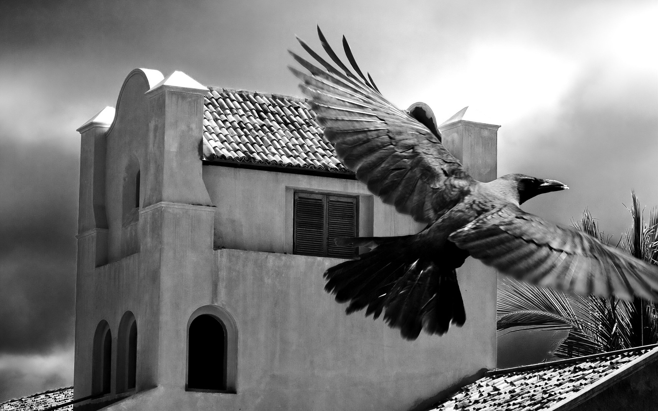 Обои черно-белая, птица, пальма, здание, black and white, bird, palma, the building разрешение 3200x2000 Загрузить