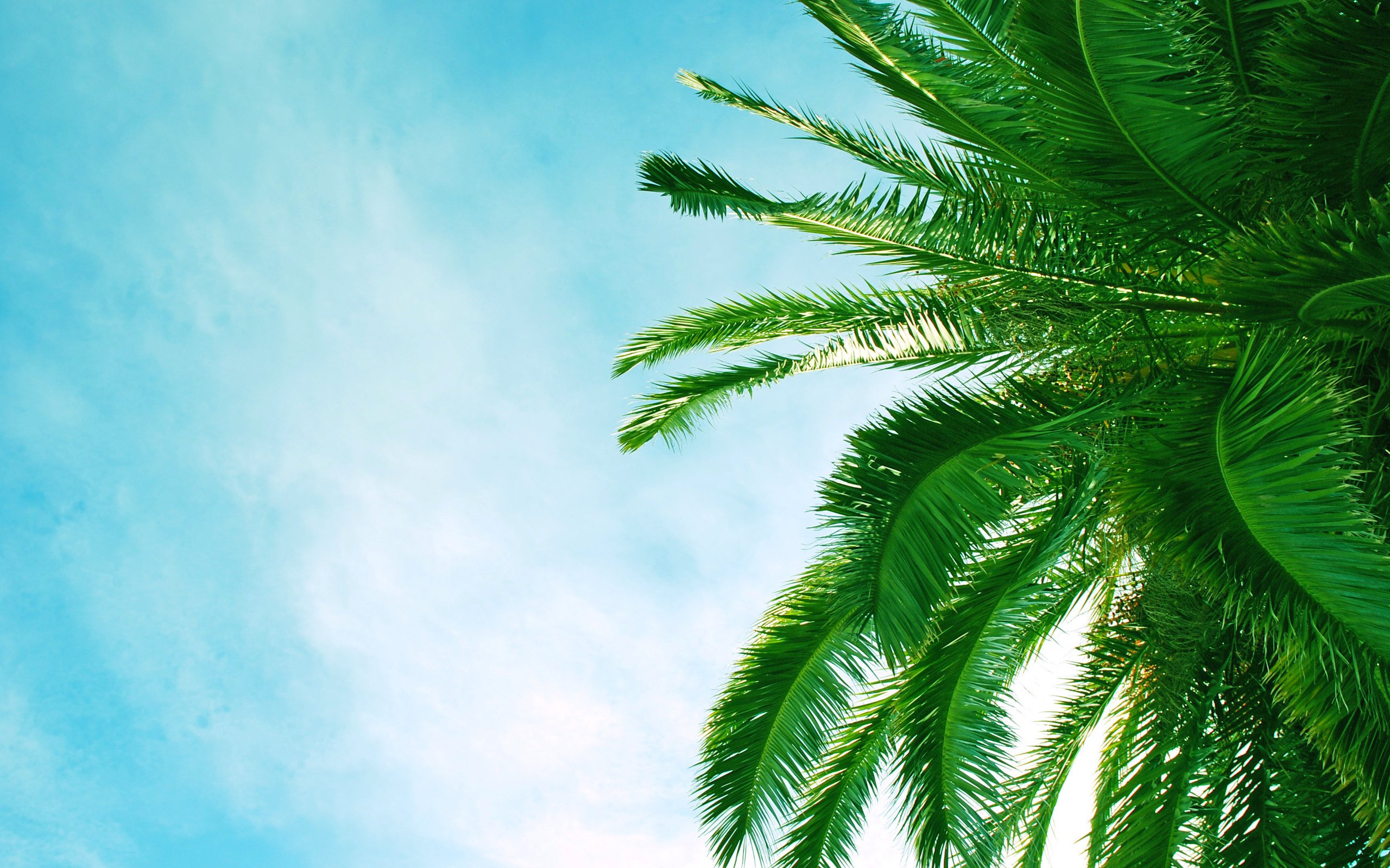 Обои деревья, листья, пляж, пальмы, африка, пальма, trees, leaves, beach, palm trees, africa, palma разрешение 2896x1855 Загрузить