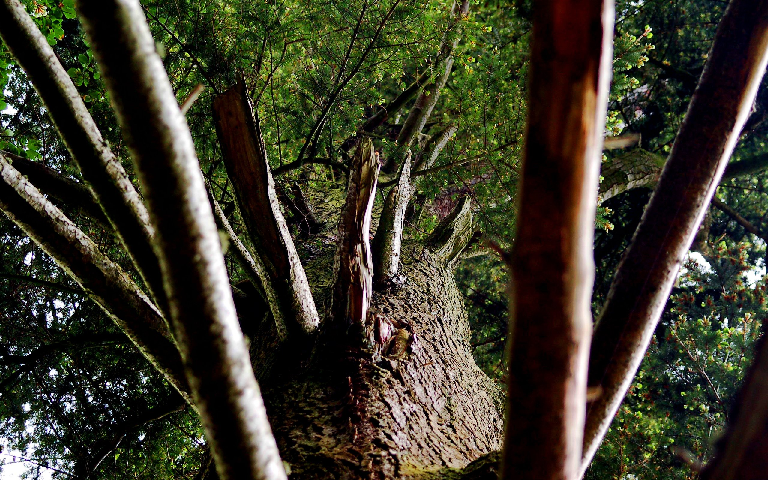 Обои дерево, ветви, ствол, кора, tree, branch, trunk, bark разрешение 3008x2000 Загрузить