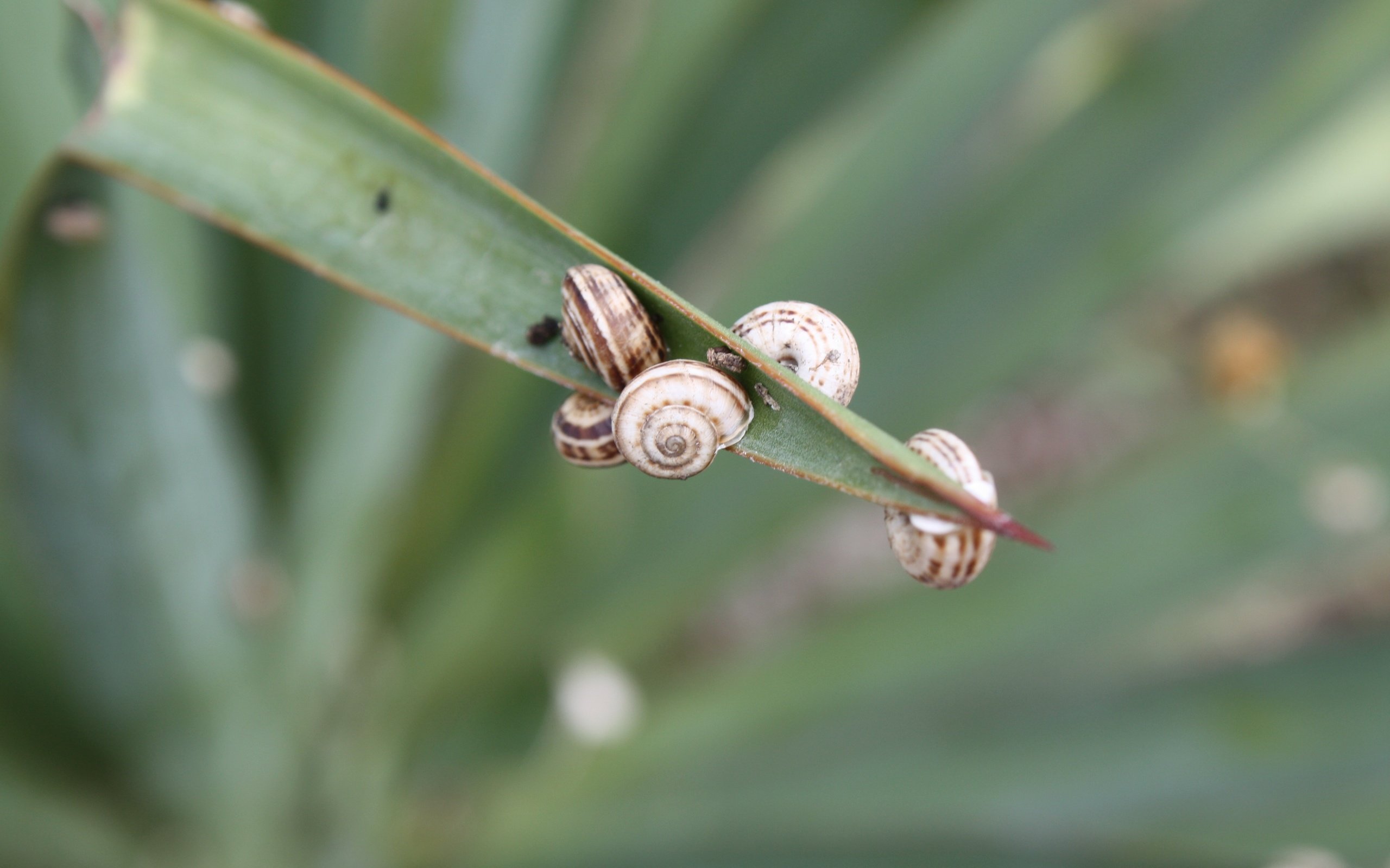 Обои трава, лето, улитка, ракушка, grass, summer, snail, shell разрешение 4272x2848 Загрузить