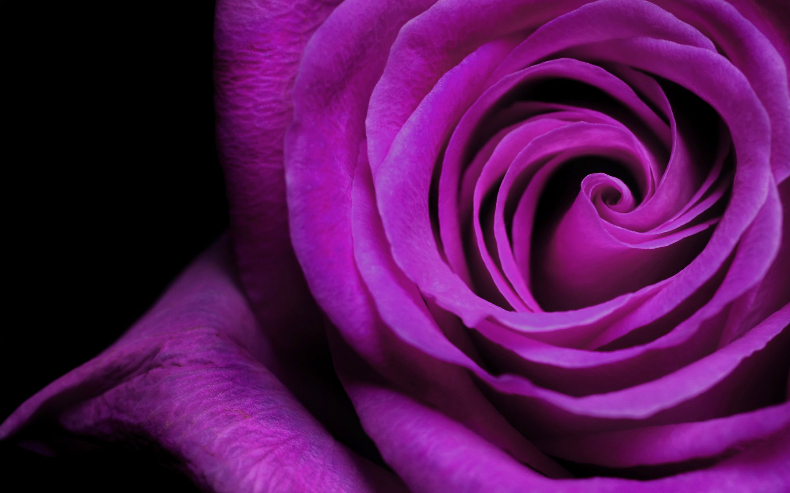 Обои роза, лепестки, фиолетовый, бутон, rose, petals, purple, bud разрешение 5200x3250 Загрузить