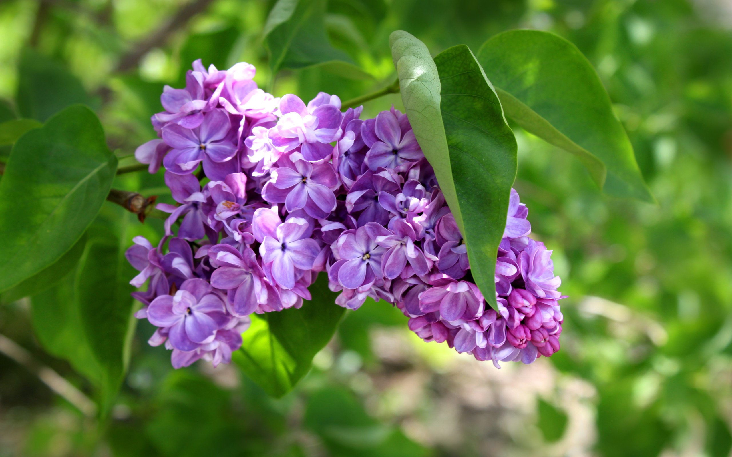 Обои зелень, листья, цветочки, сирень, гроздь, greens, leaves, flowers, lilac, bunch разрешение 4752x3168 Загрузить