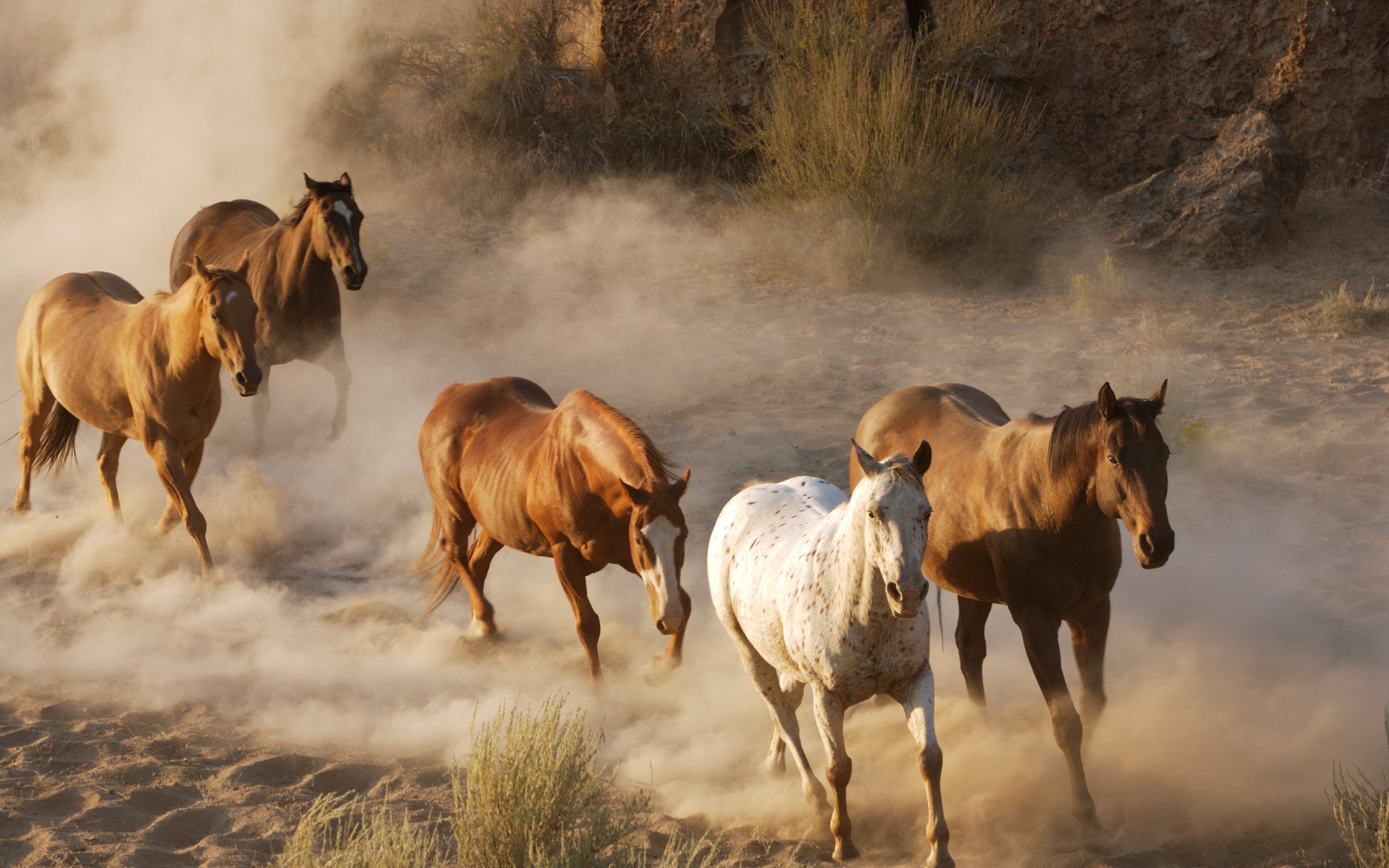 Обои фото, животные, лошади, кони, пыль, стадо, табун, дикая природа, photo, animals, horse, horses, dust, the herd, wildlife разрешение 2560x1702 Загрузить