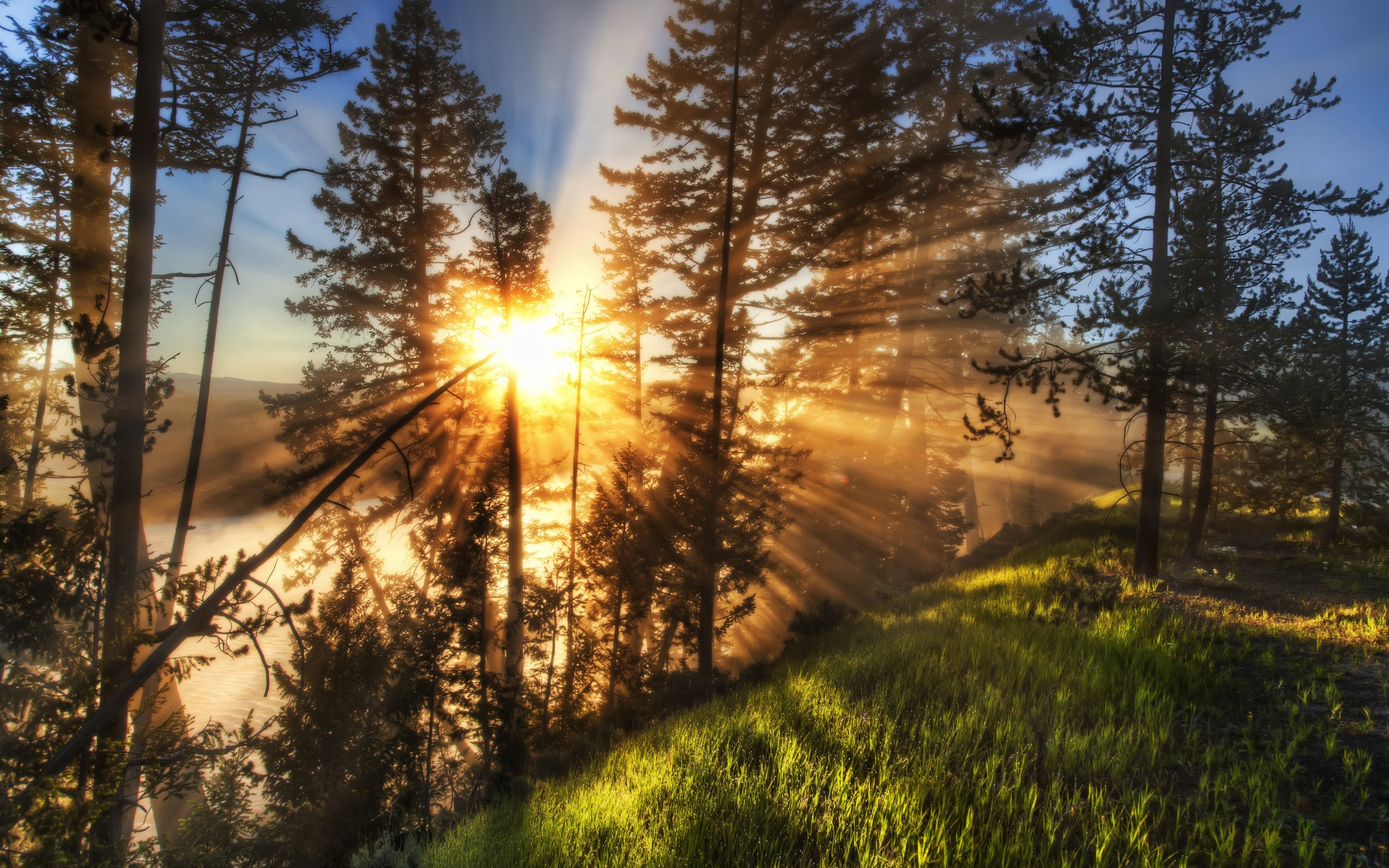 Обои трава, деревья, солнце, природа, обои, пейзажи, лучи света, grass, trees, the sun, nature, wallpaper, landscapes, rays of light разрешение 2891x2000 Загрузить