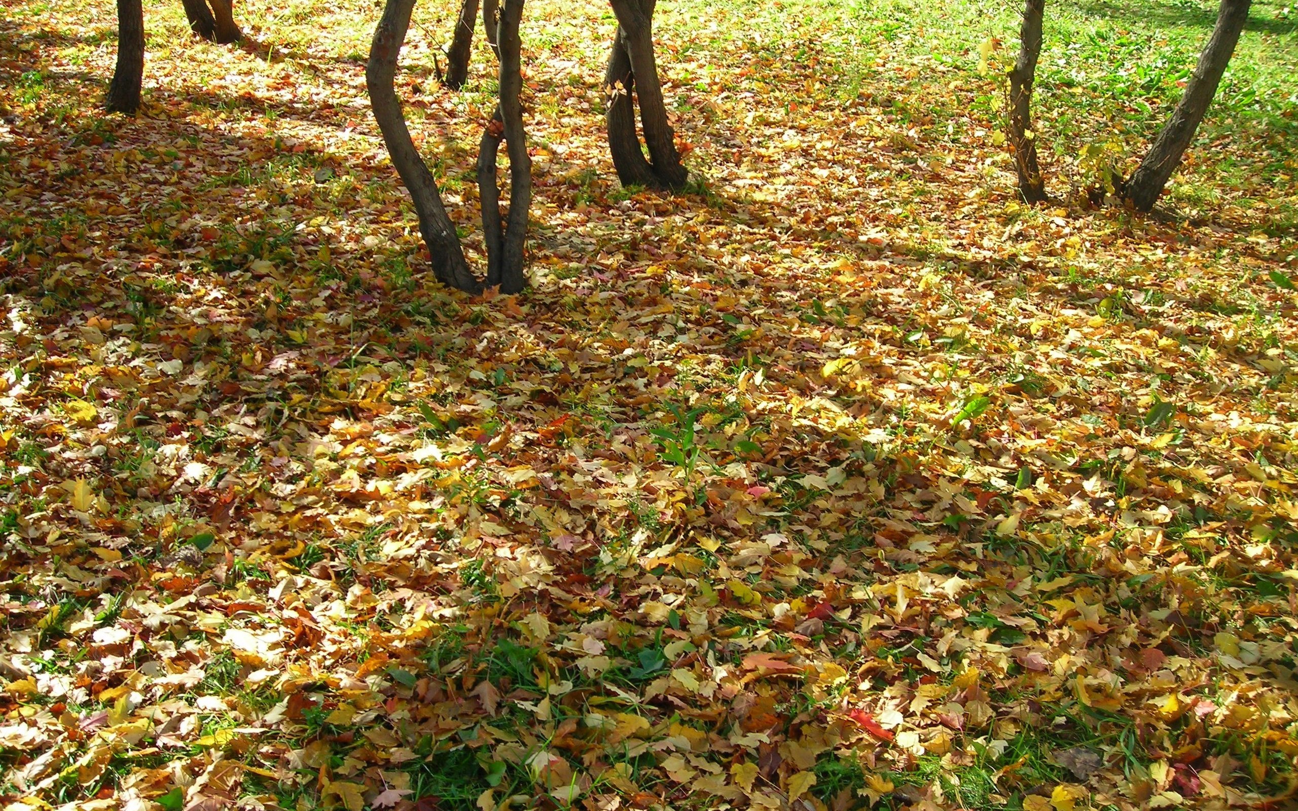 Обои природа, листья, листва, осень, листопад, nature, leaves, foliage, autumn, falling leaves разрешение 2592x1944 Загрузить