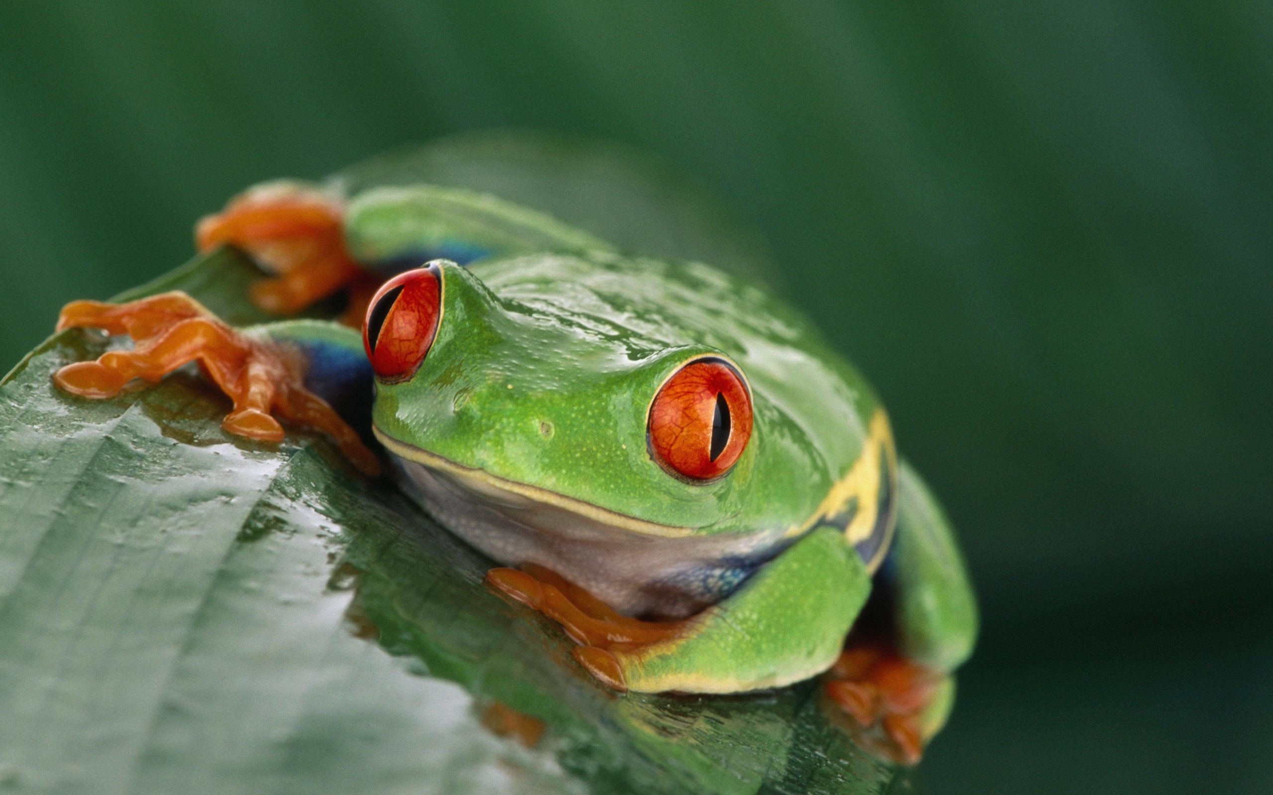 природа животные лягушки nature animals frogs бесплатно