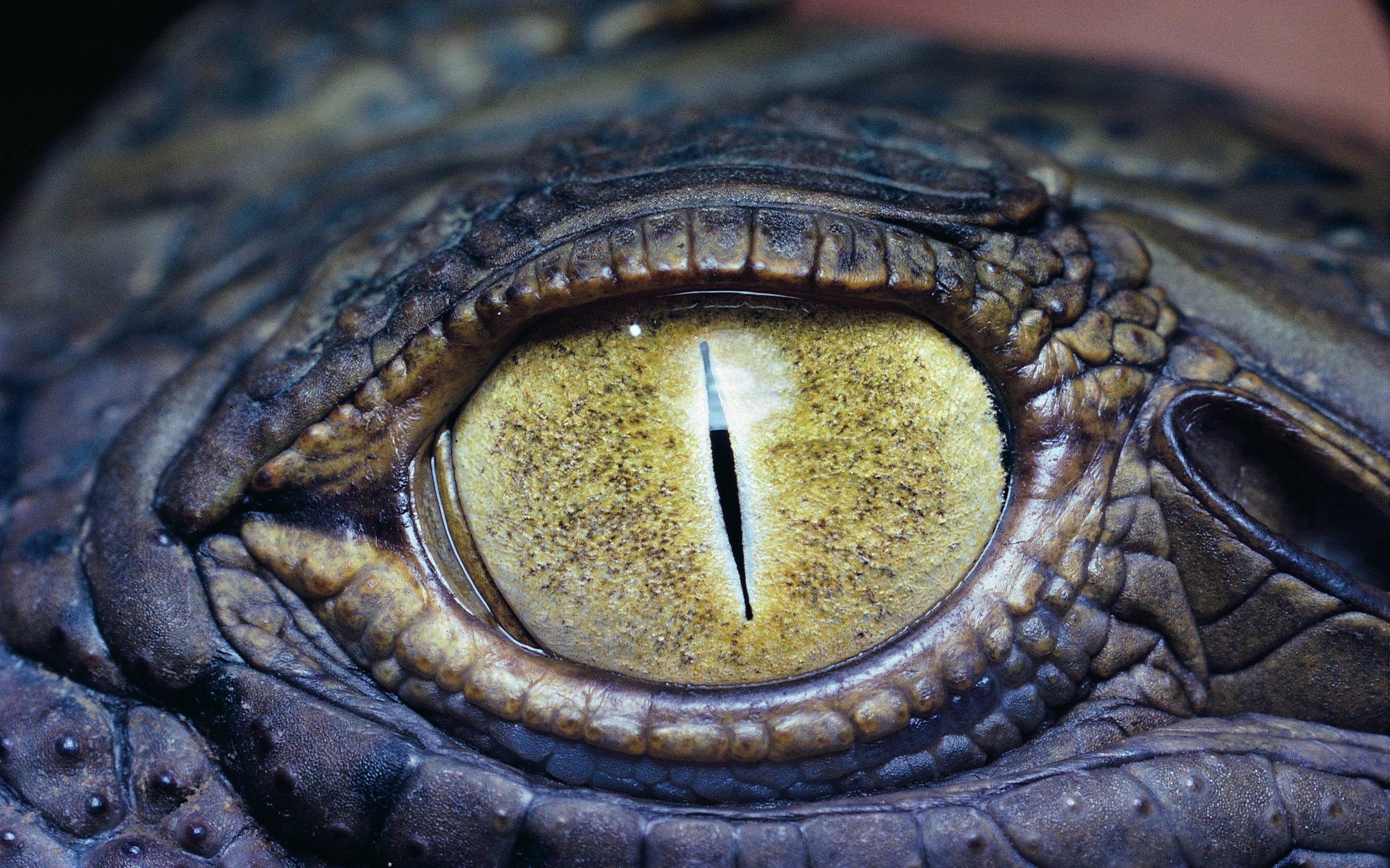 Обои глаз, крокодил, рептилия, крупным планом, пресмыкающиеся, eyes, crocodile, reptile, closeup, reptiles разрешение 3526x2276 Загрузить