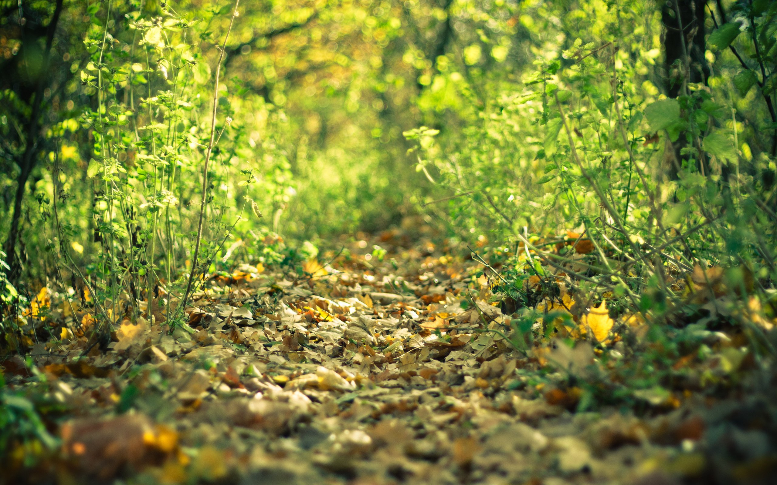 Обои лес, листья, осень, тропа, forest, leaves, autumn, trail разрешение 3888x2592 Загрузить