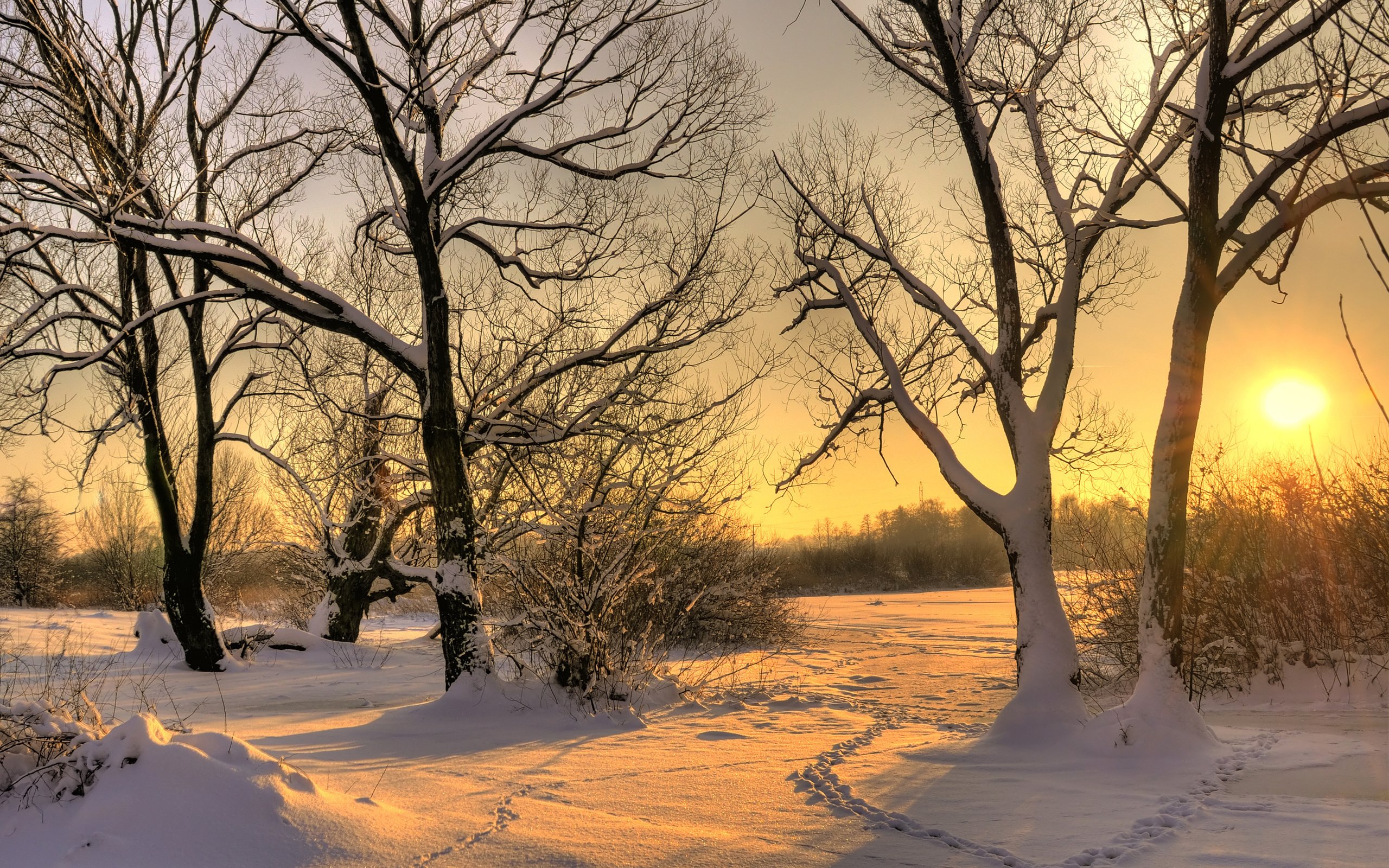 Обои деревья, солнце, снег, зима, trees, the sun, snow, winter разрешение 3327x2200 Загрузить