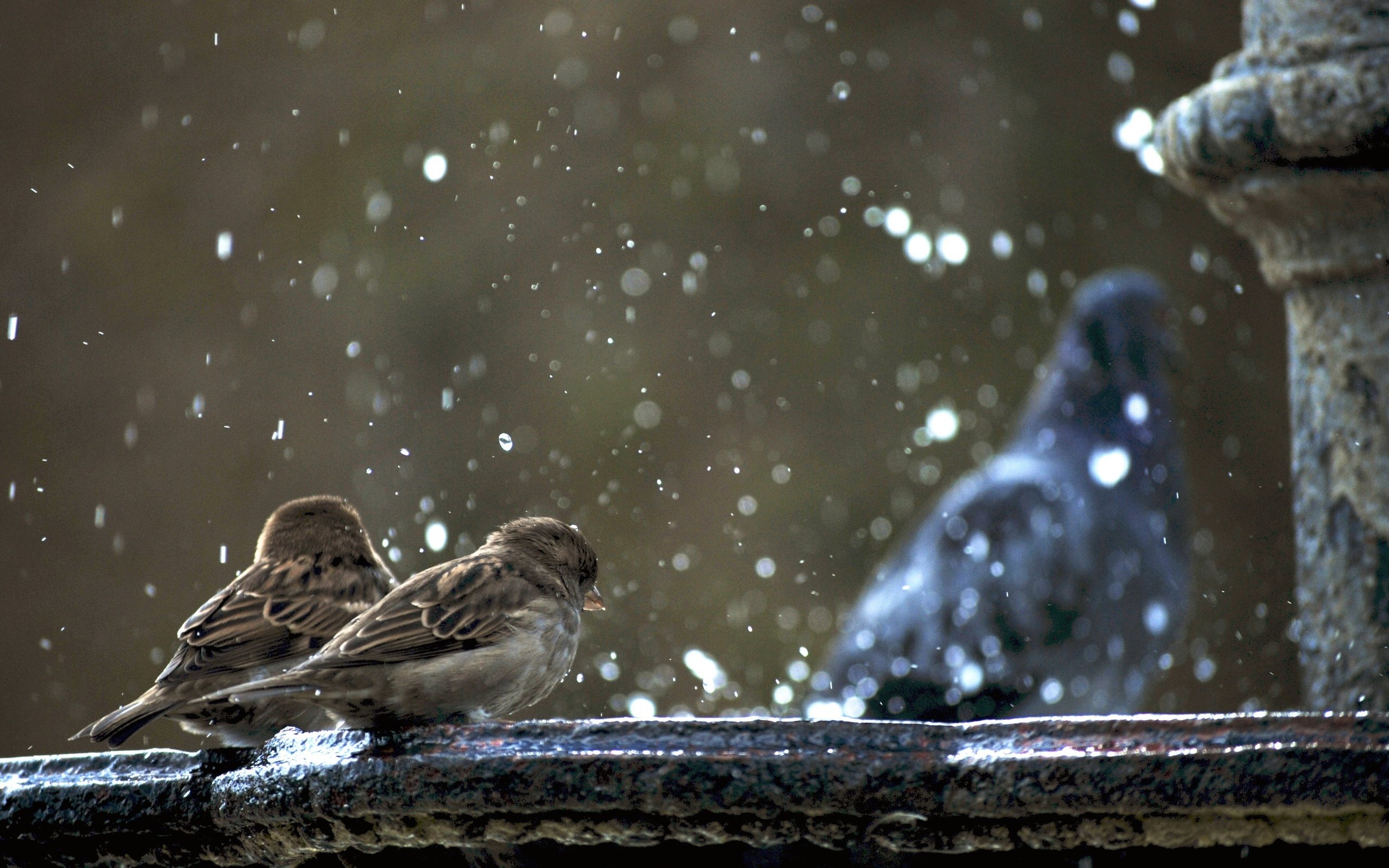 Обои фонтан, птицы, воробей, голубь, воробьи, гуля не в фокусе, fountain, birds, sparrow, dove, sparrows, ghoul is not in focus разрешение 3872x2592 Загрузить