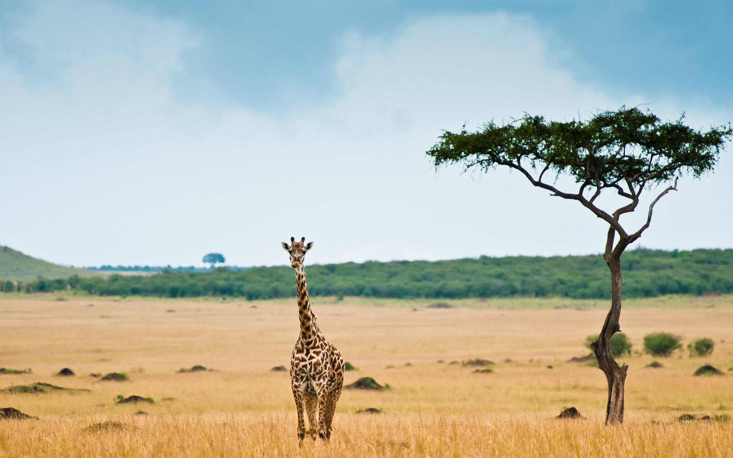 Обои африка, жираф, саванна, africa, giraffe, savannah разрешение 2560x1700 Загрузить