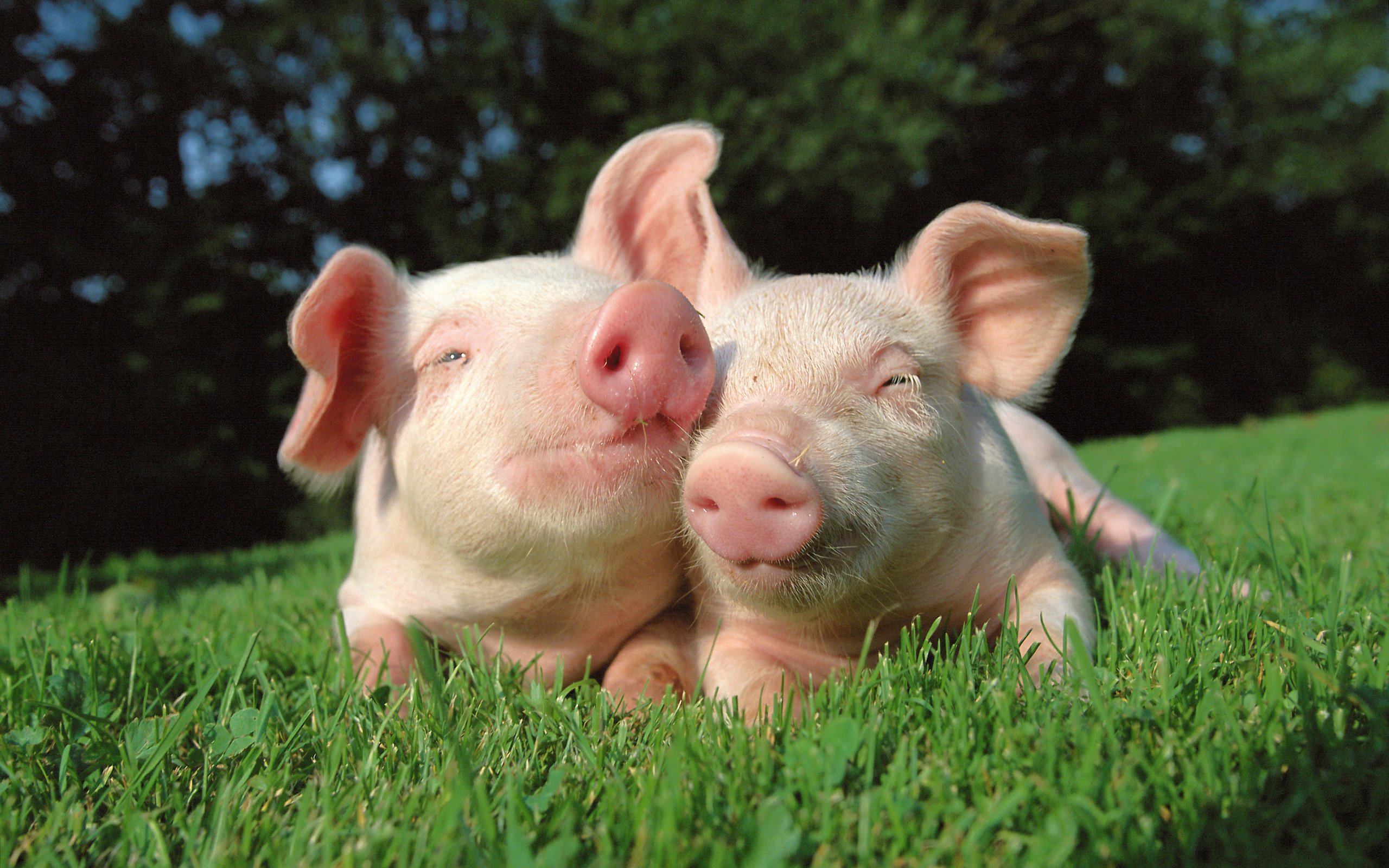 Обои трава, природа, пара, друзья, свинья, свиньи, хрюшки, grass, nature, pair, friends, pig, pigs разрешение 5315x3720 Загрузить