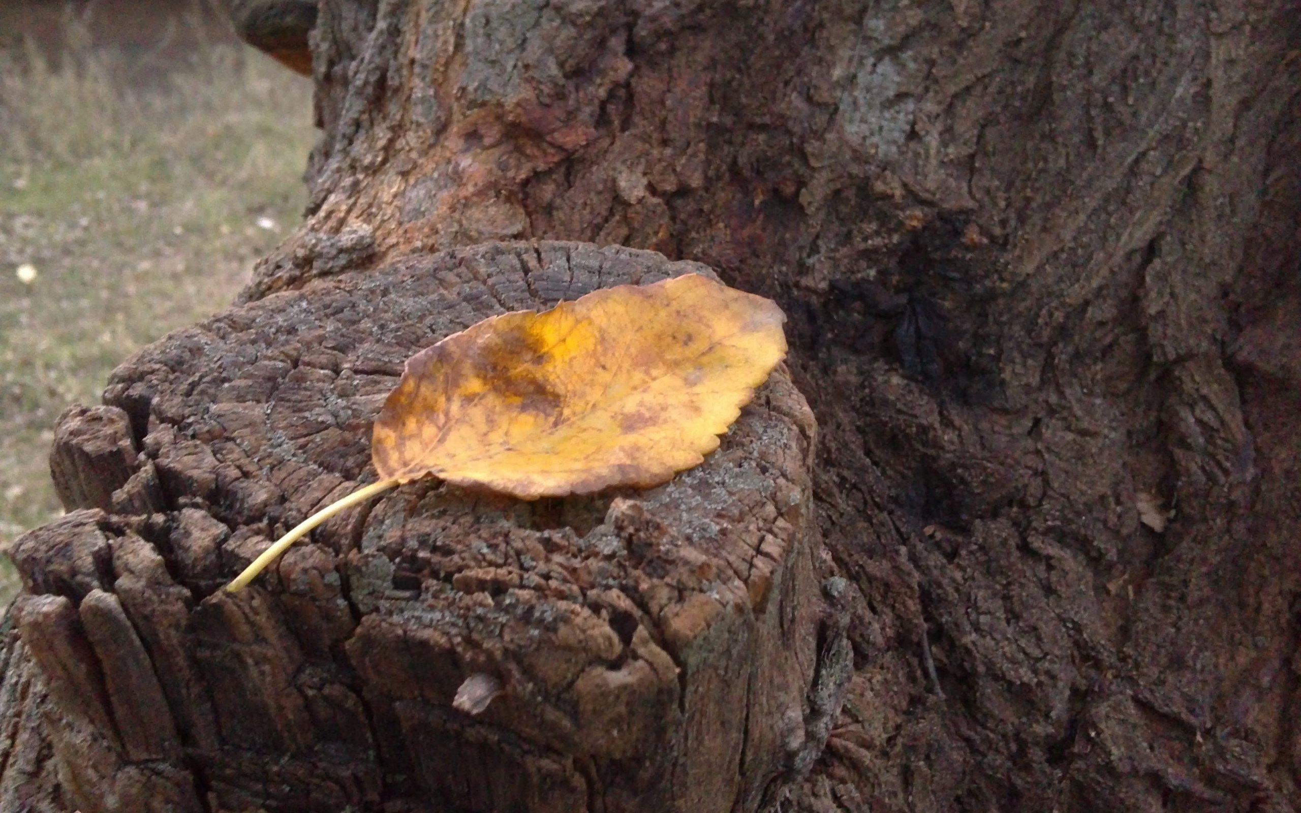 Обои осень, лист, пень, autumn, sheet, stump разрешение 3264x2448 Загрузить