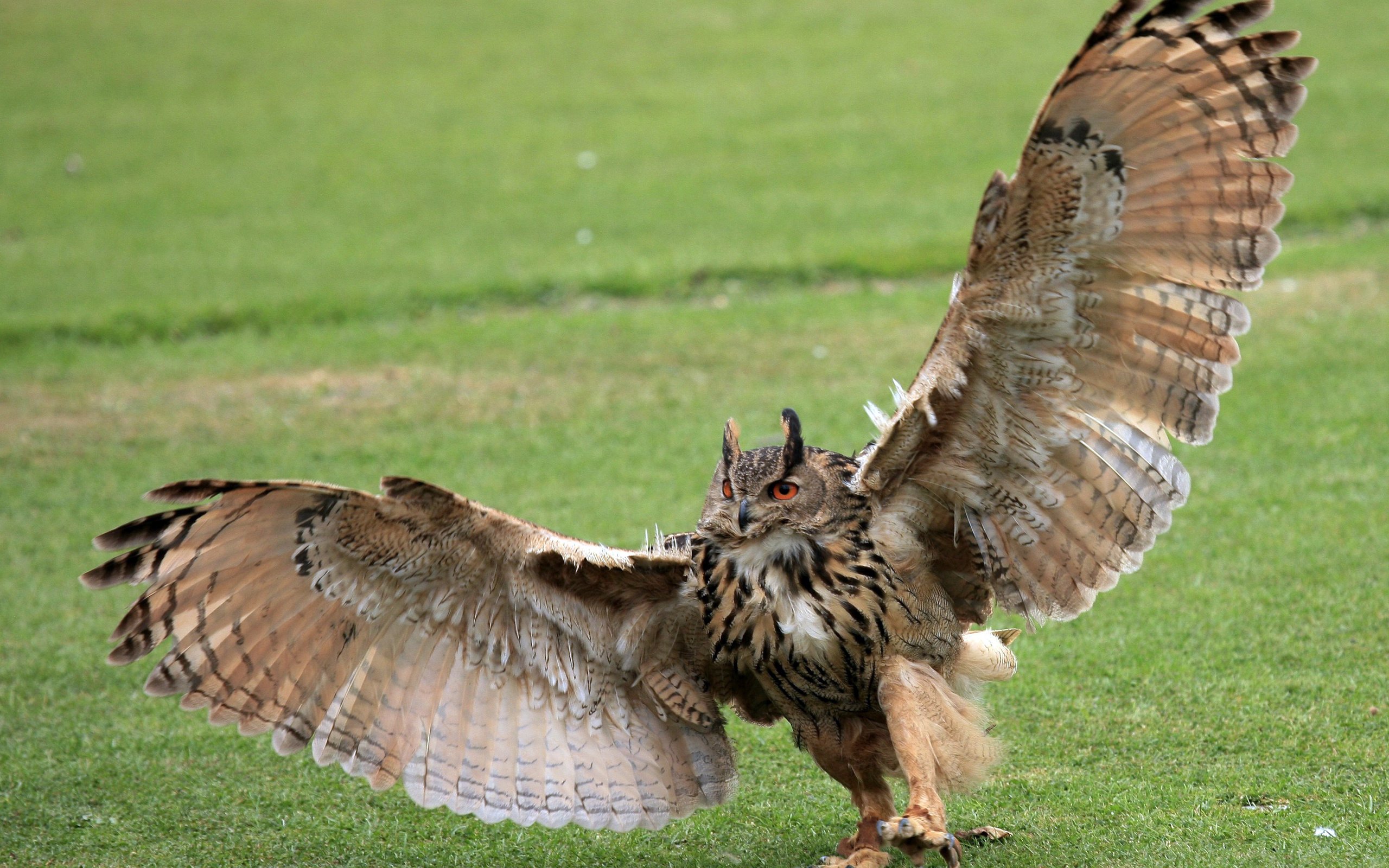 Обои трава, сова, лапы, крылья, птица, зеленая, когти, размах, grass, owl, paws, wings, bird, green, claws, the scope разрешение 2800x1860 Загрузить