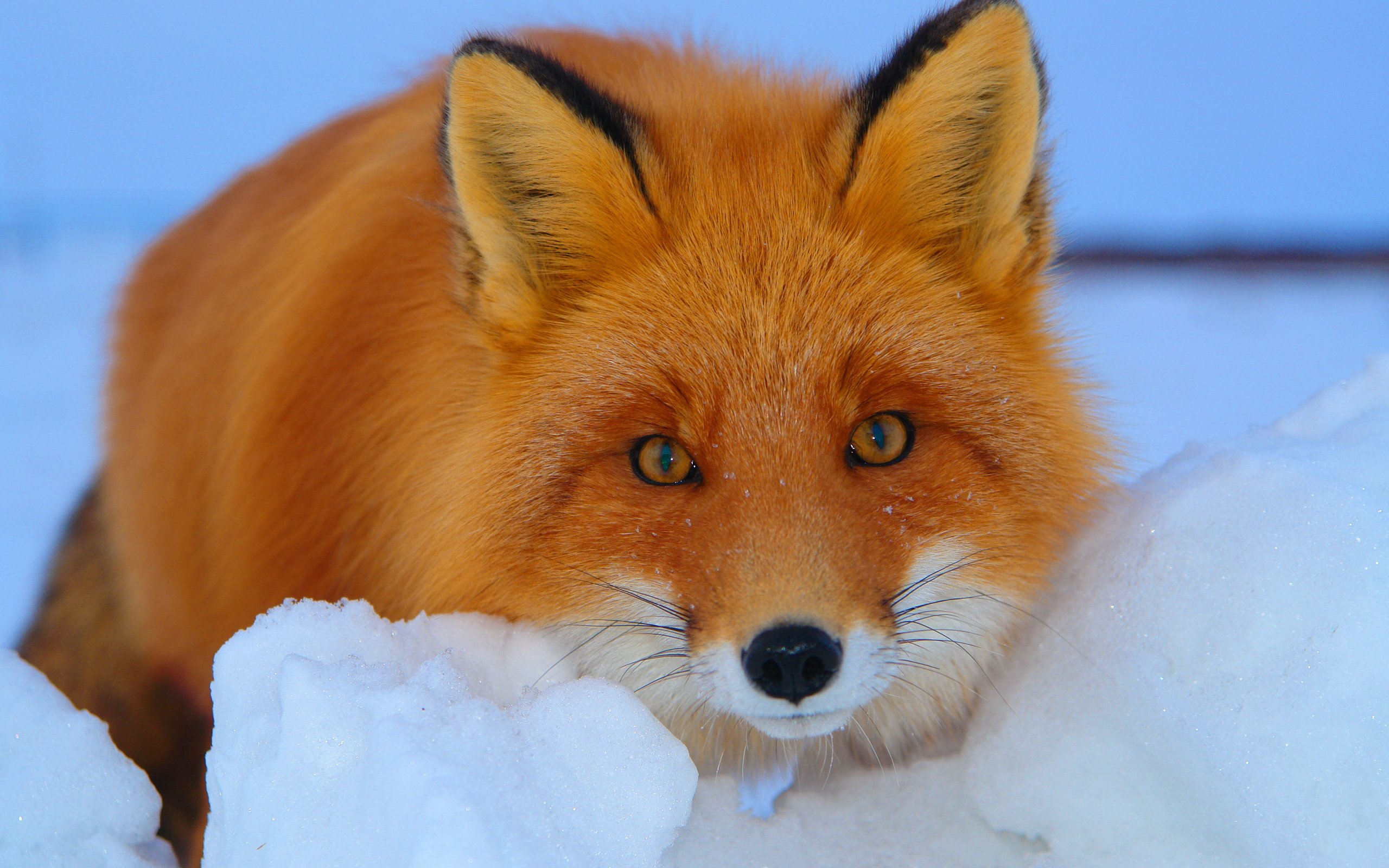 Обои снег, зима, взгляд, рыжая, лиса, лисица, snow, winter, look, red, fox разрешение 3888x2592 Загрузить