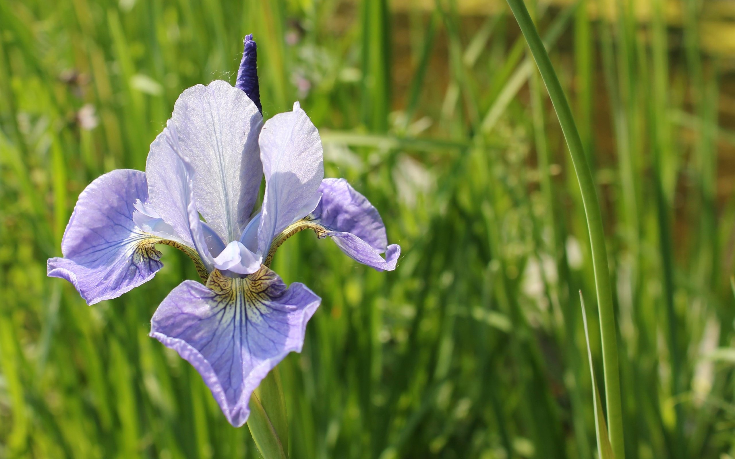 Обои трава, природа, зелень, цветок, ирис, cvety, zelen, grass, nature, greens, flower, iris разрешение 4001x2667 Загрузить