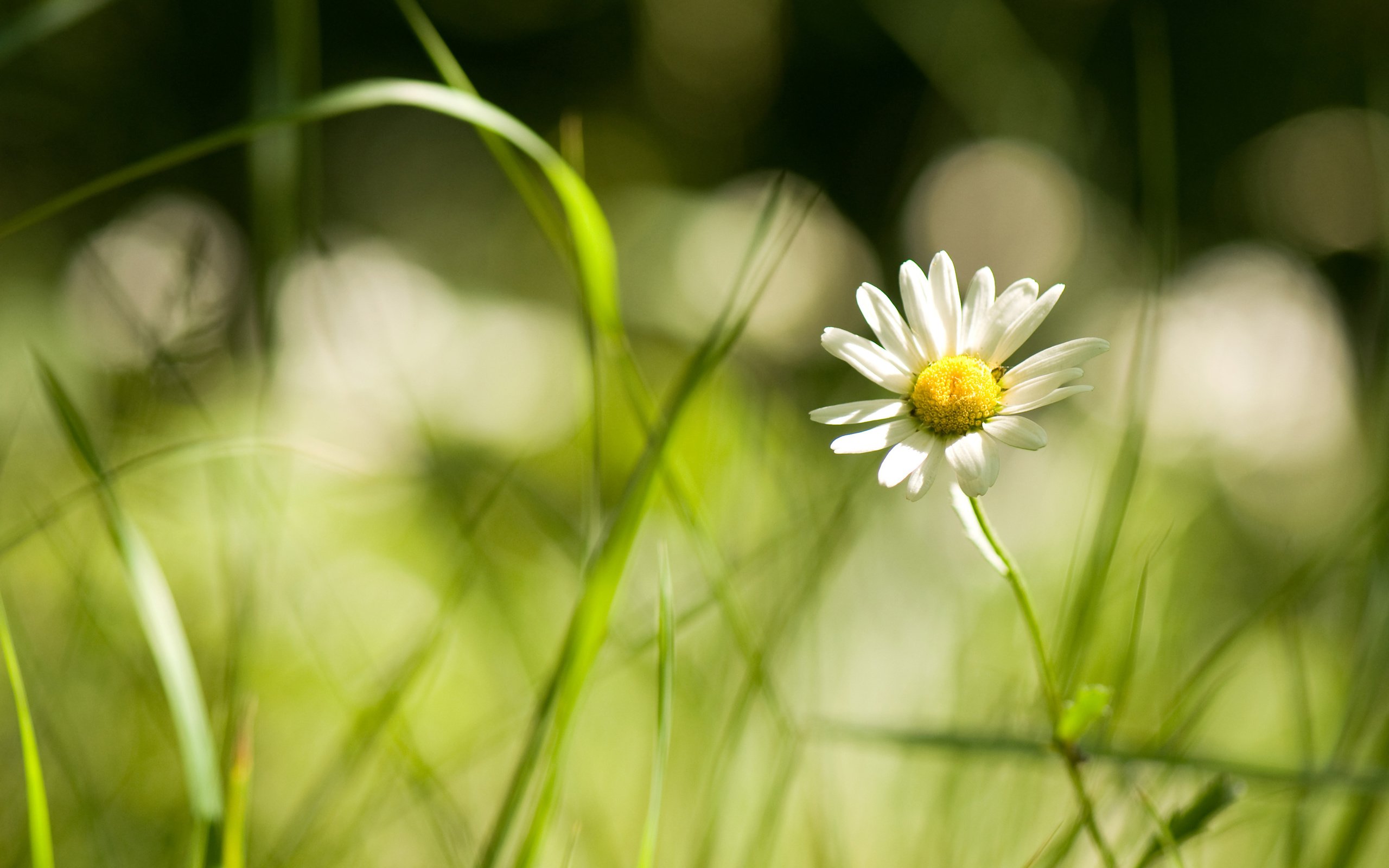 Обои цветы, трава, ромашка, травка, полевые, flowers, grass, daisy, weed, field разрешение 3008x2000 Загрузить