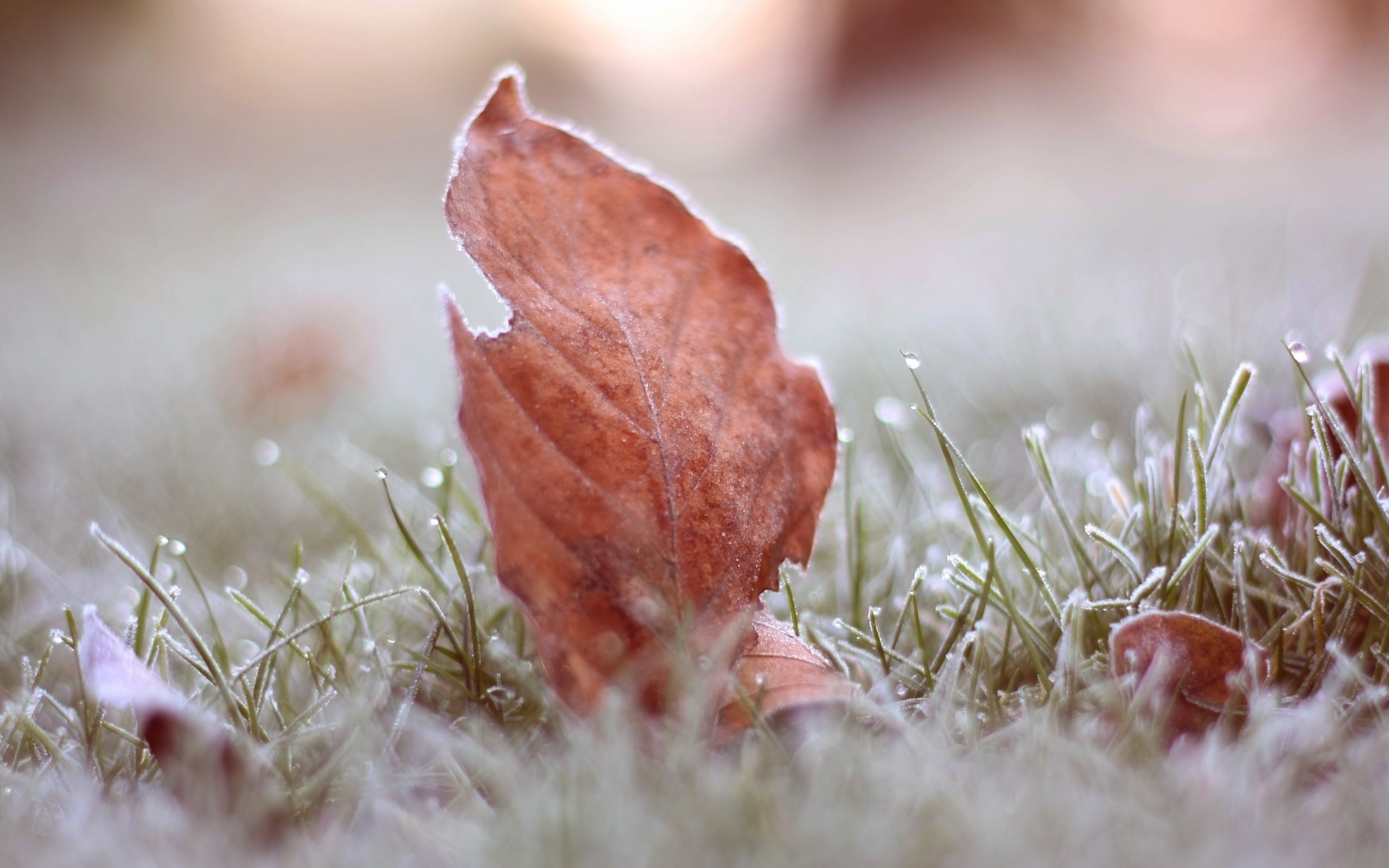 Обои трава, листья, макро, иней, осень, grass, leaves, macro, frost, autumn разрешение 3888x2592 Загрузить