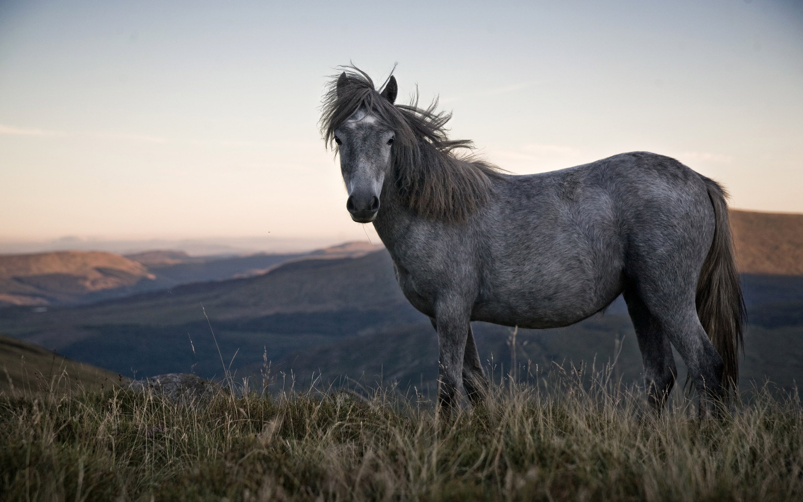 Обои лошадь, природа, конь, грива, horse, nature, mane разрешение 3000x2000 Загрузить