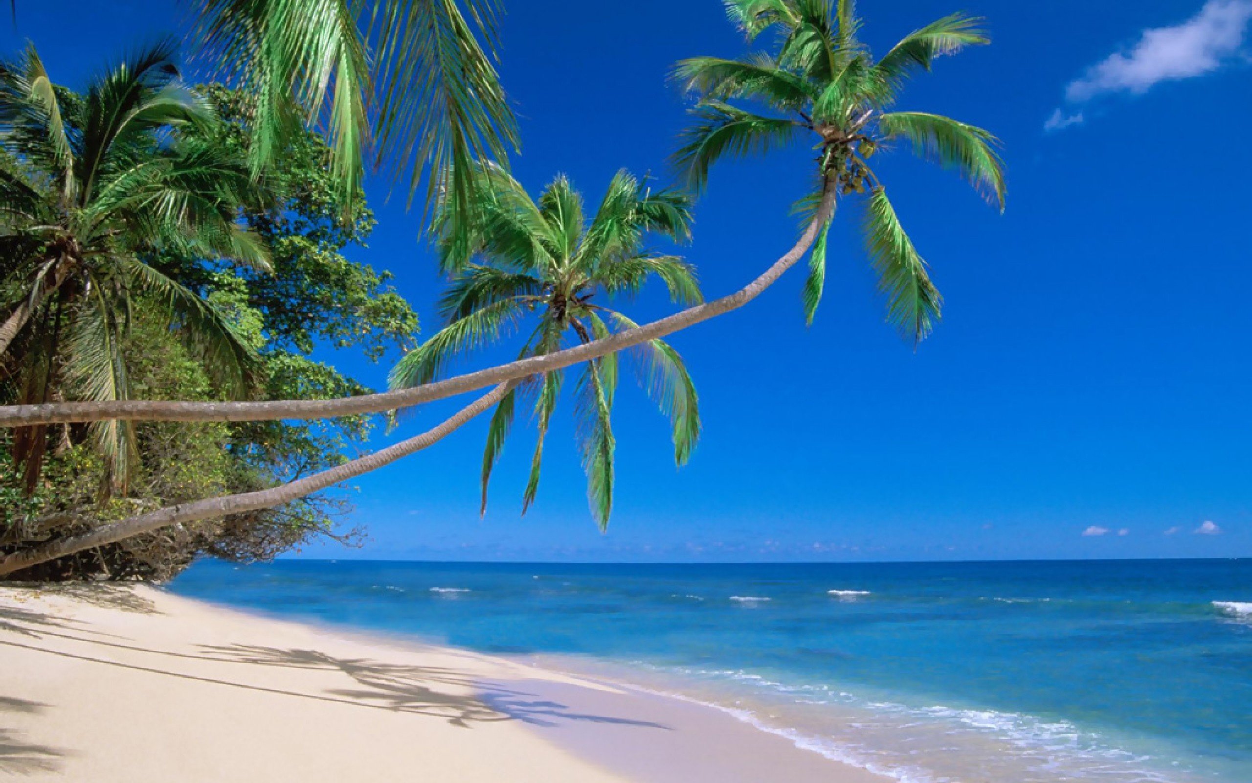 Скачать обои пляж, пальмы, тропики, мальдивы, beach разрешение 2560x1600 #48828