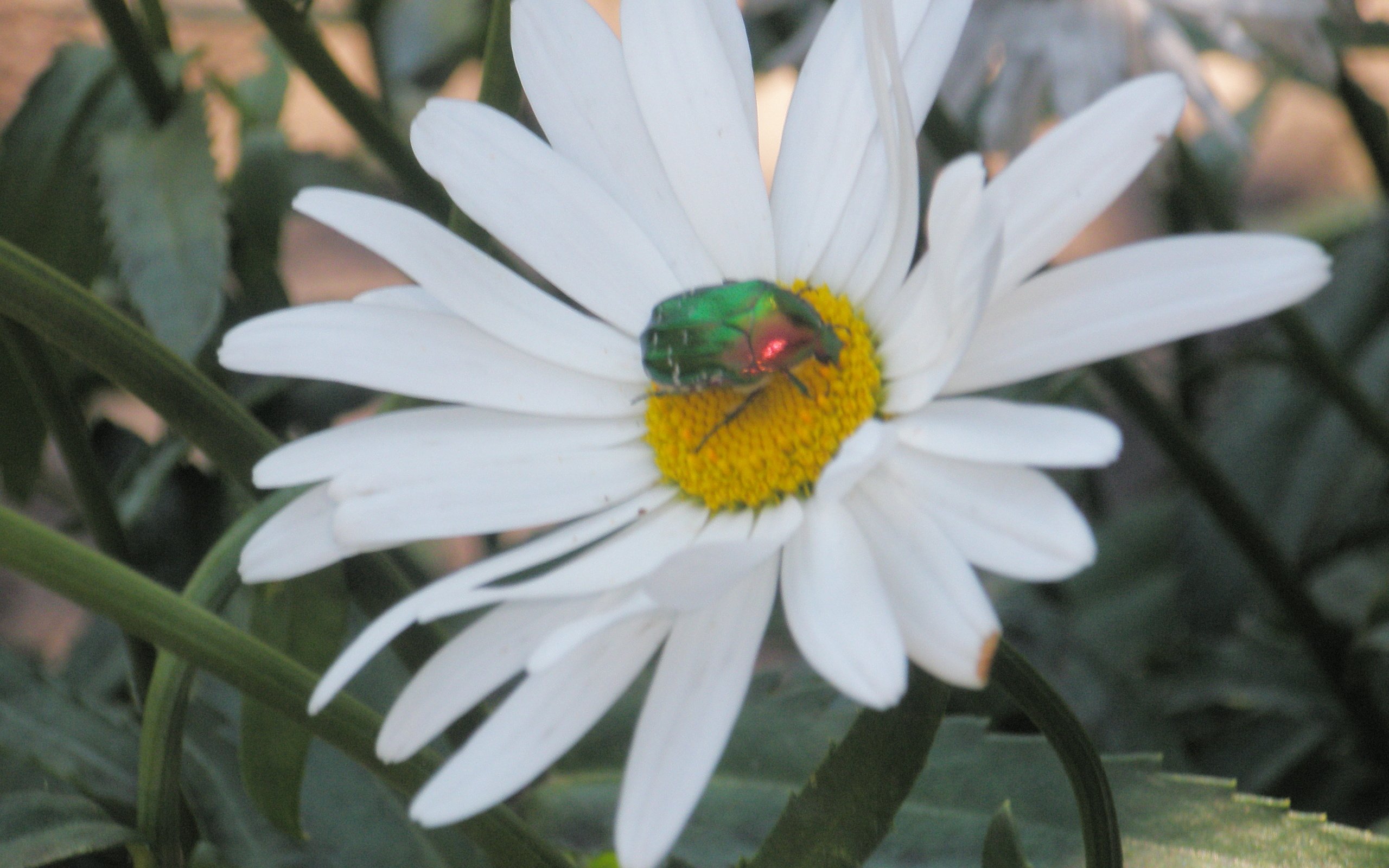 Обои жук, цветок, ромашка, beetle, flower, daisy разрешение 3264x2448 Загрузить