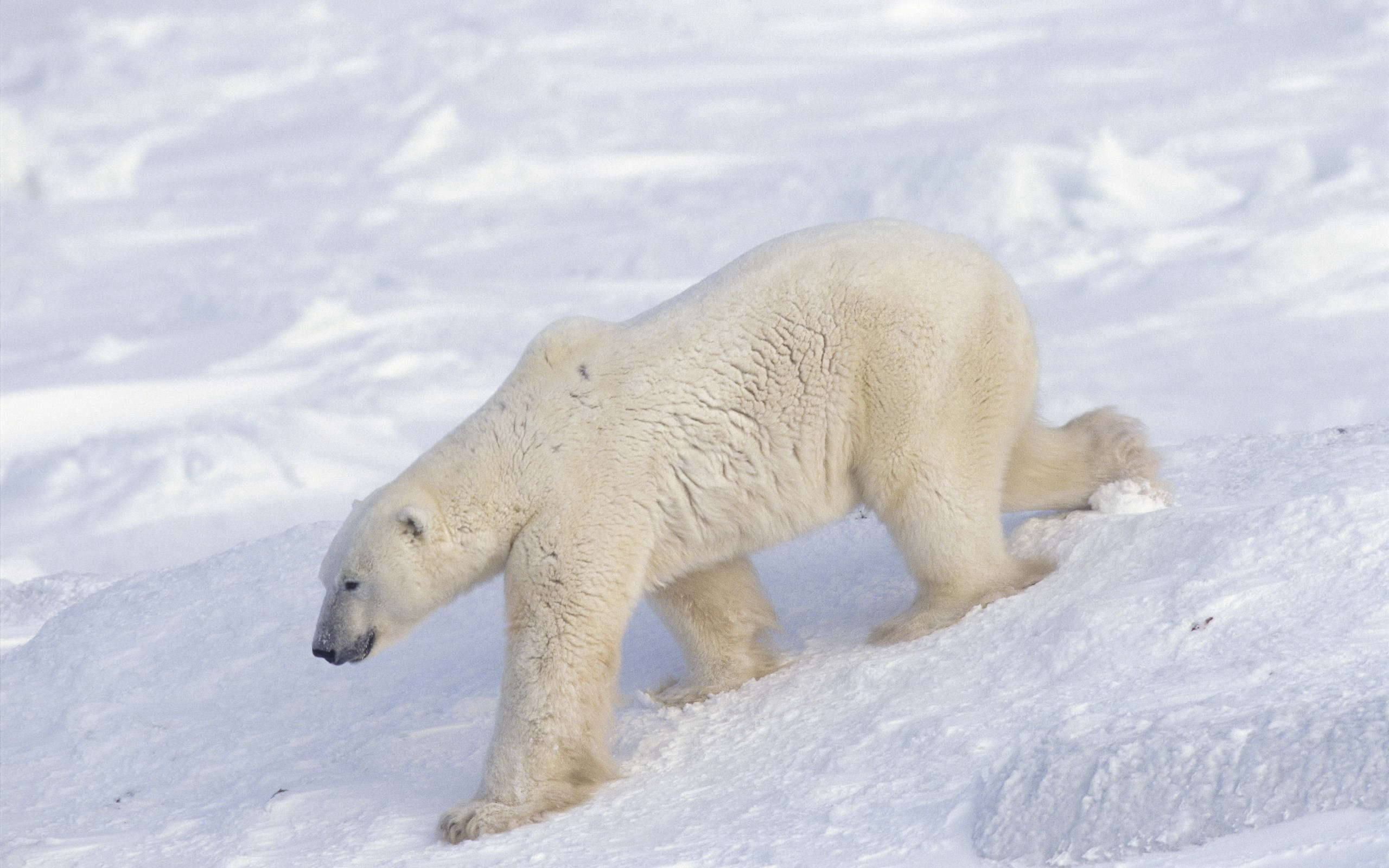 Обои снег, медведь, белый, арктика, полярный, северный, snow, bear, white, arctic, polar, north разрешение 2560x1696 Загрузить