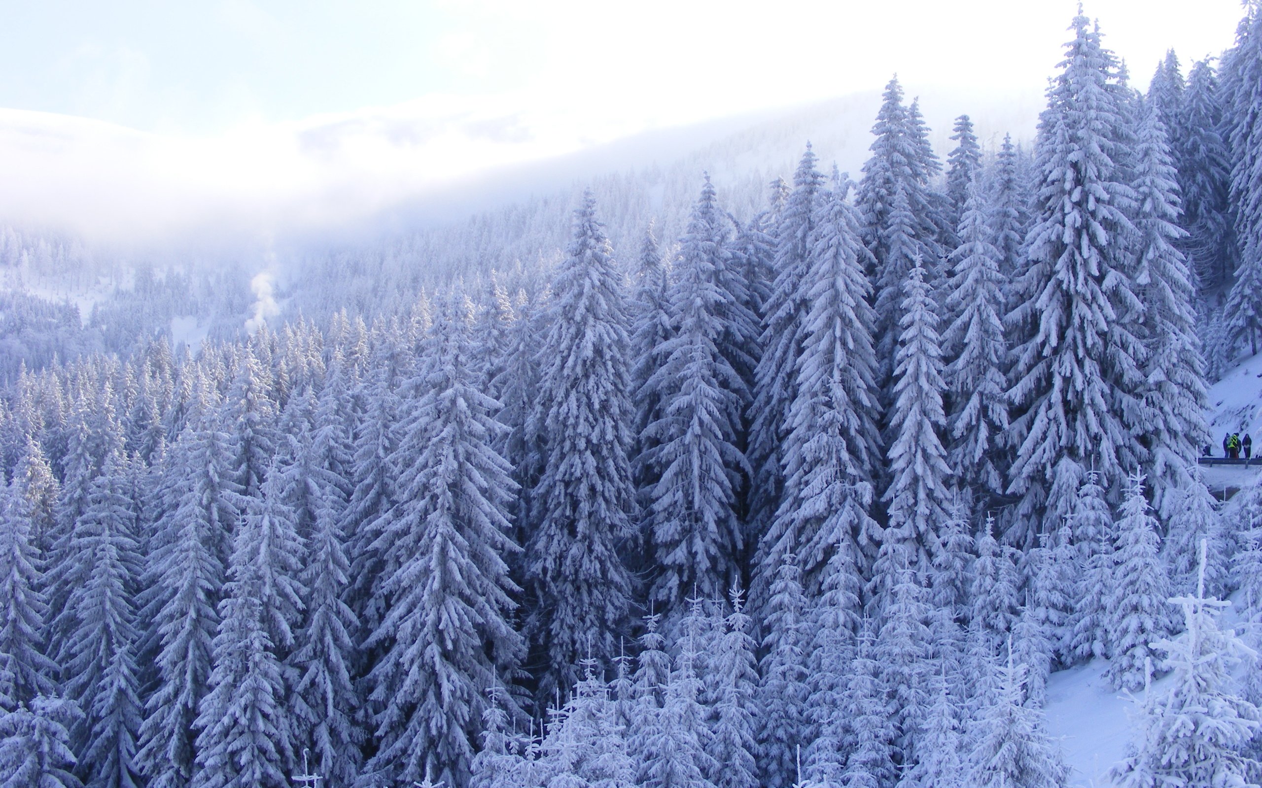 Хвойная тайга 5. Зимняя Тайга. Зимний лес. Снежный лес. Еловый лес.