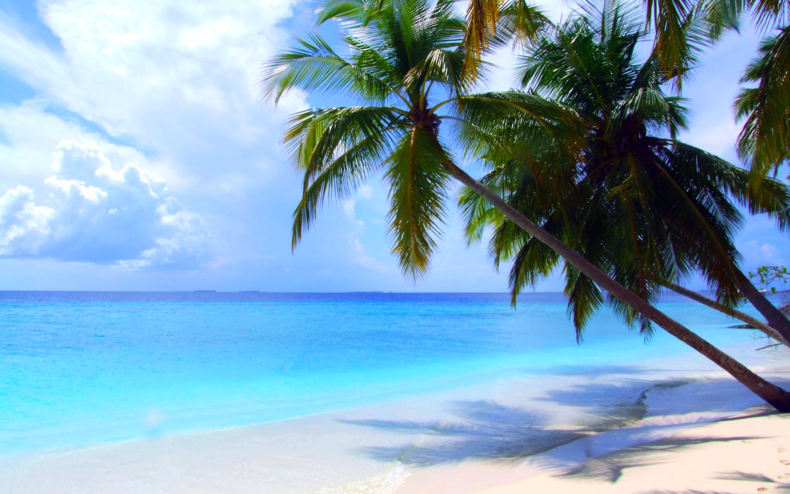 Остров обои айфон. Парадиз остров Карибского моря. Море пальмы. Море пляж пальмы. Море пальмы и песок.