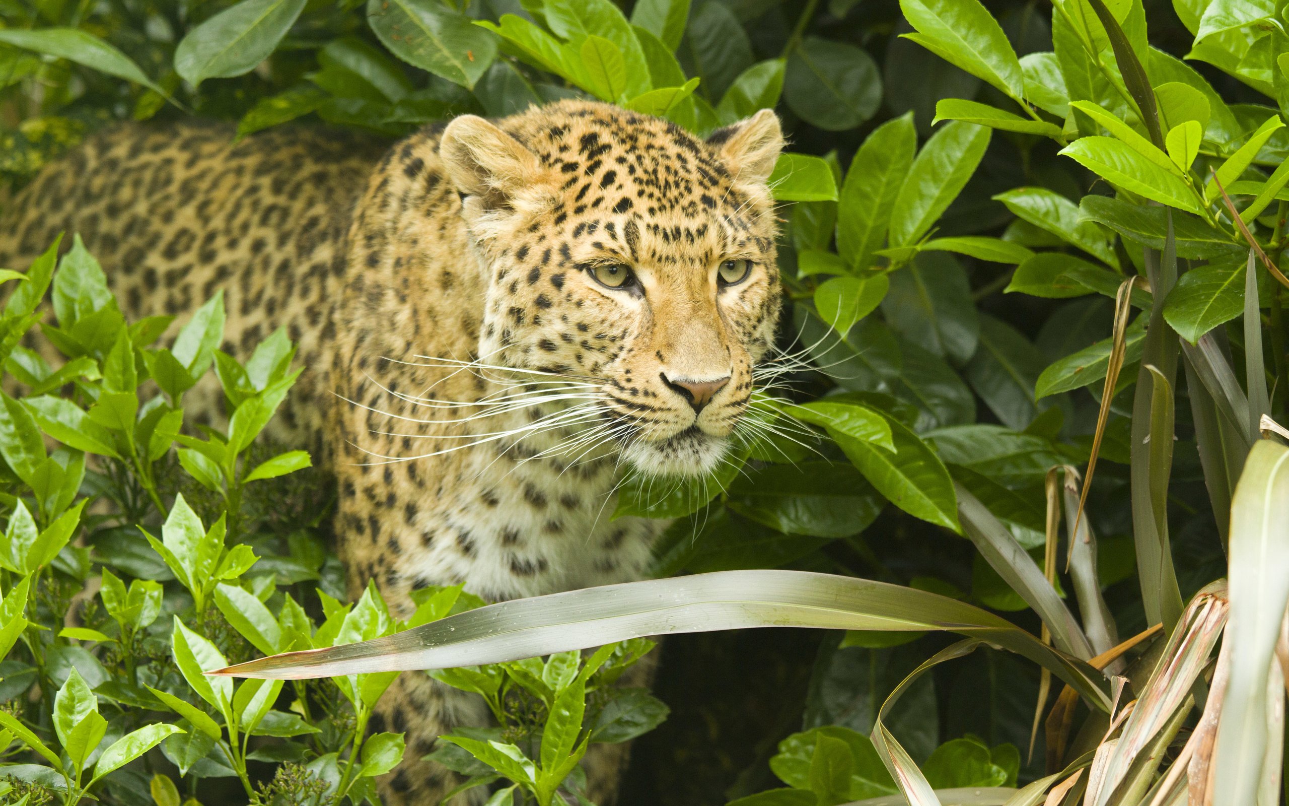 Обои морда, природа, листья, усы, леопард, хищник, большая кошка, face, nature, leaves, mustache, leopard, predator, big cat разрешение 5184x3456 Загрузить