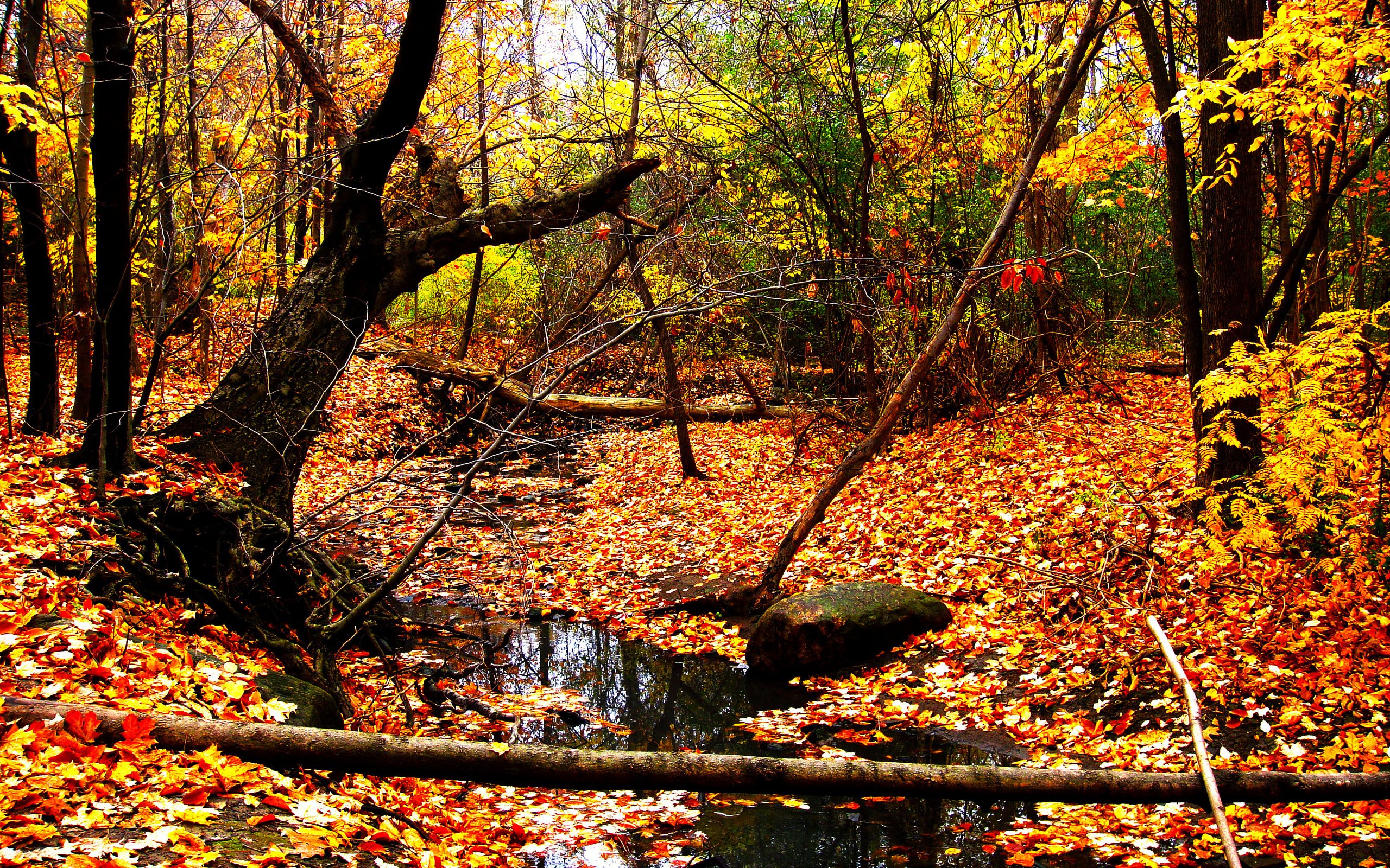 Обои желтый, лес, листья, пейзаж, ручей, листва, осень, yellow, forest, leaves, landscape, stream, foliage, autumn разрешение 3648x2736 Загрузить