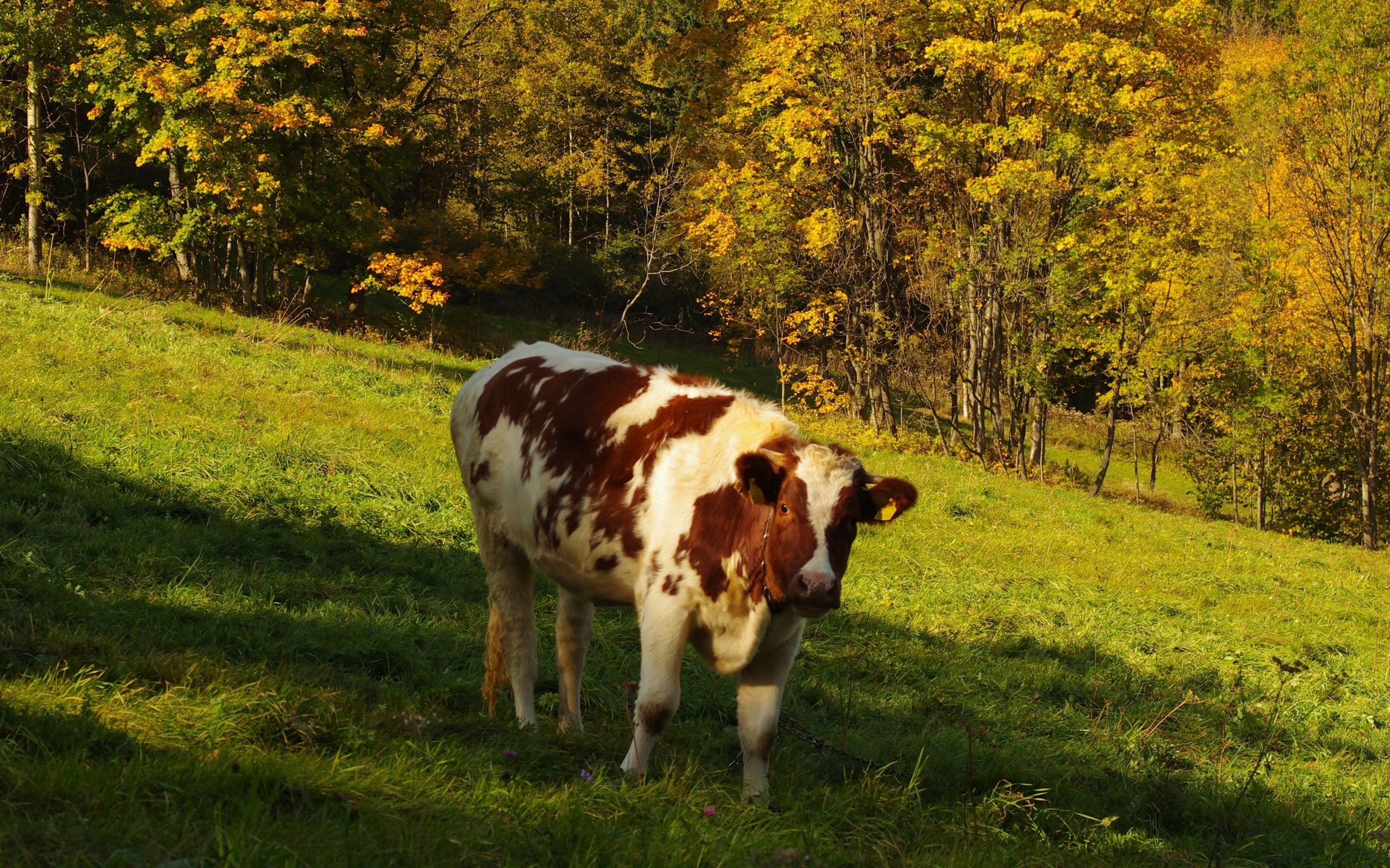 Обои трава, деревья, природа, лес, поле, осень, корова, grass, trees, nature, forest, field, autumn, cow разрешение 3264x2600 Загрузить