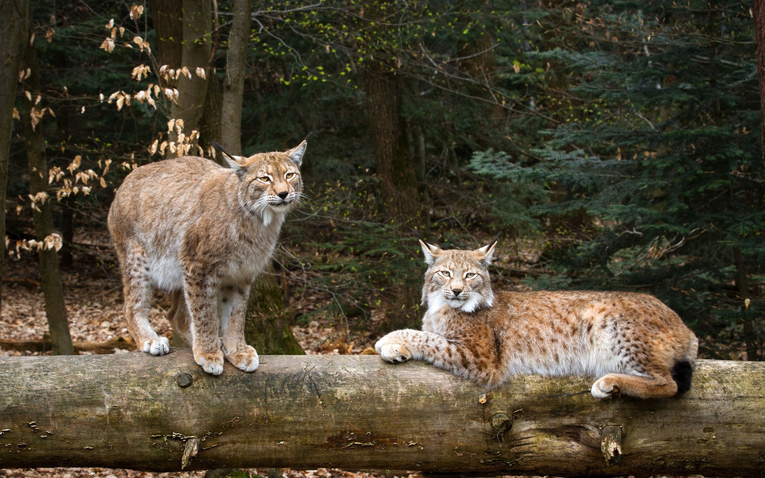 Обои природа, рысь, дикие кошки, рыси, nature, lynx, wild cats разрешение 3300x2200 Загрузить