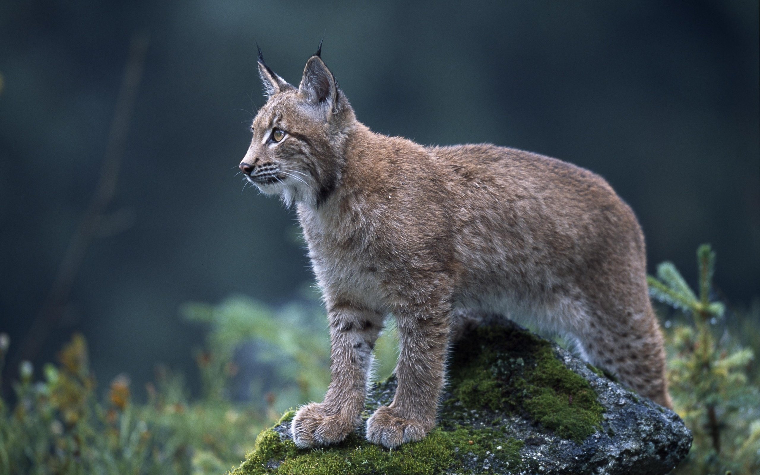 Обои природа, рысь, взгляд, ушки, дикая кошка, nature, lynx, look, ears, wild cat разрешение 2560x1703 Загрузить